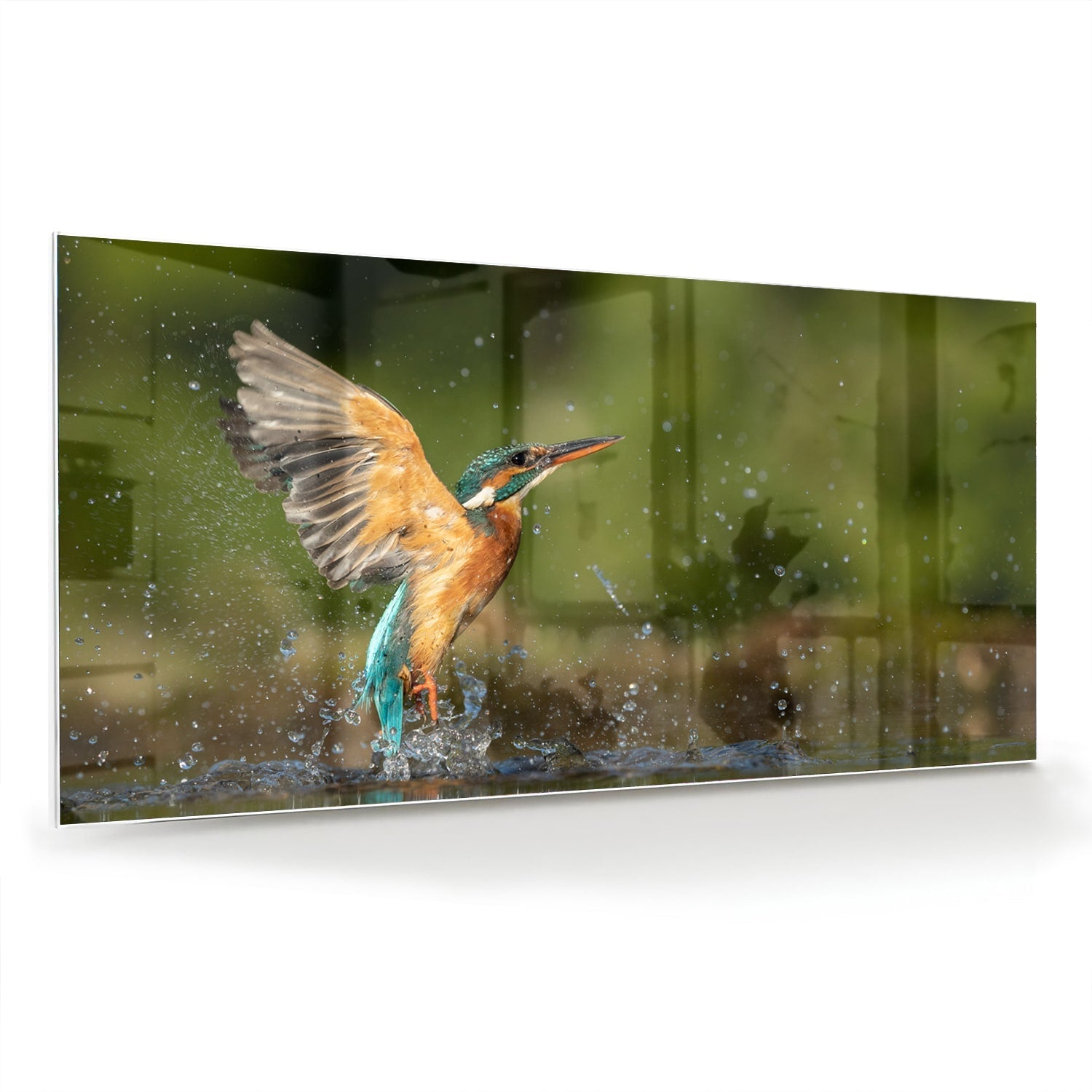 Glasbild mit einem farbenfrohen Eisvogel – Glasbild aus Sicherheitsglas, Größe 70x70_rond