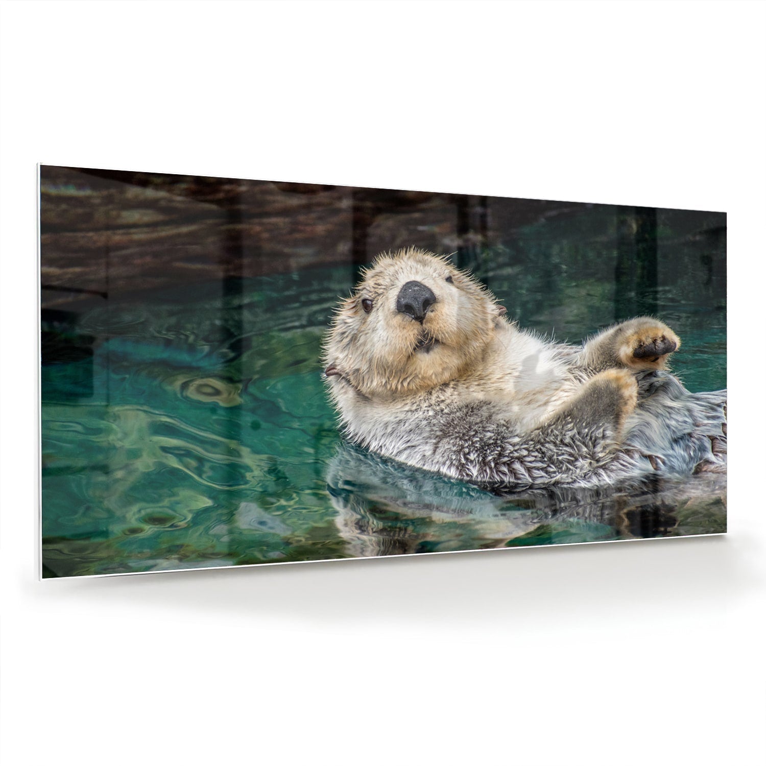 Glasbild mit schwimmendem Seeotter – Glasbild aus Sicherheitsglas, Größe 70x70_rond