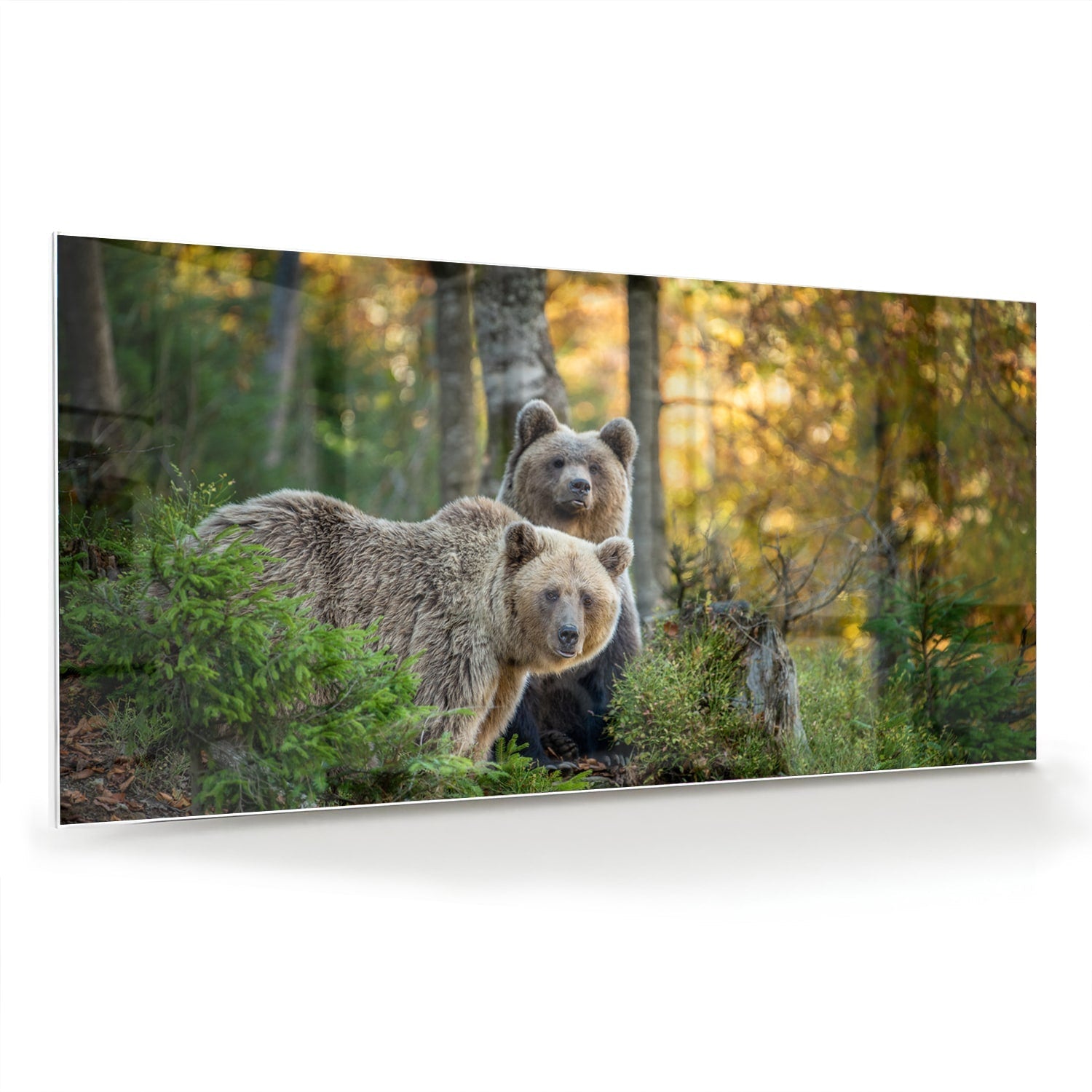 Glasbild mit zwei niedlichen Bären im Wald – Glasbild aus Sicherheitsglas, Größe 70x70_rond