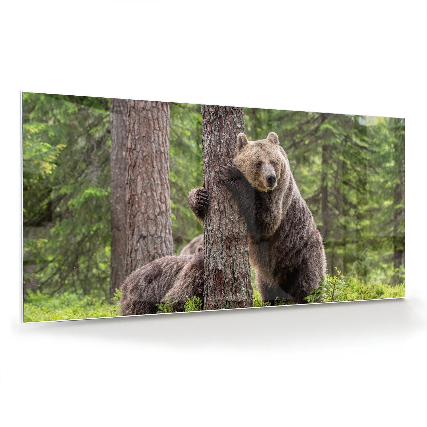 Glasbild mit beeindruckenden Grizzlybären in der Wildnis – Glasbild aus Sicherheitsglas, Größe 70x70_rond