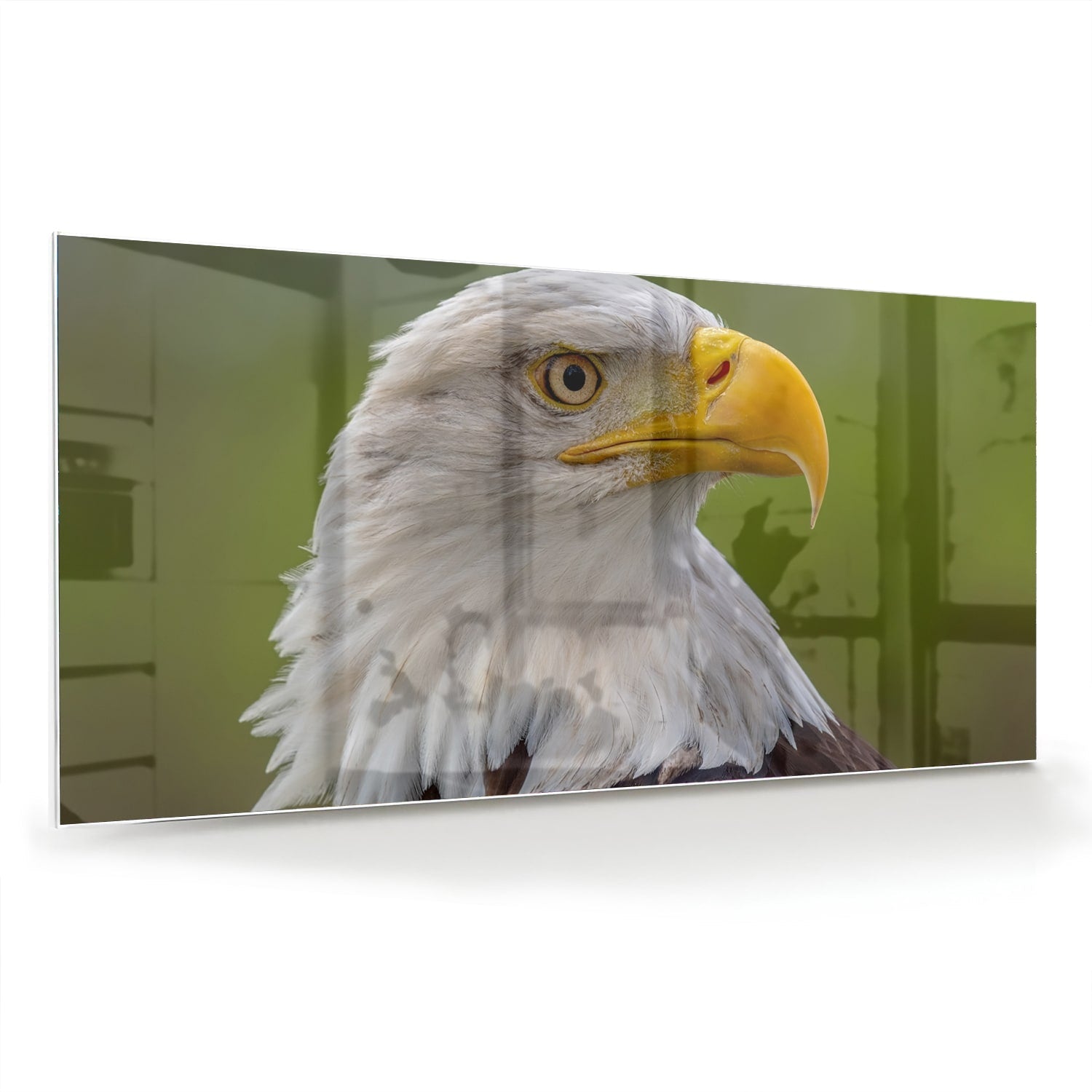 Glasbild mit majestätischem amerikanischen Weißkopfseeadler – Glasbild aus Sicherheitsglas, Größe 70x70_rond