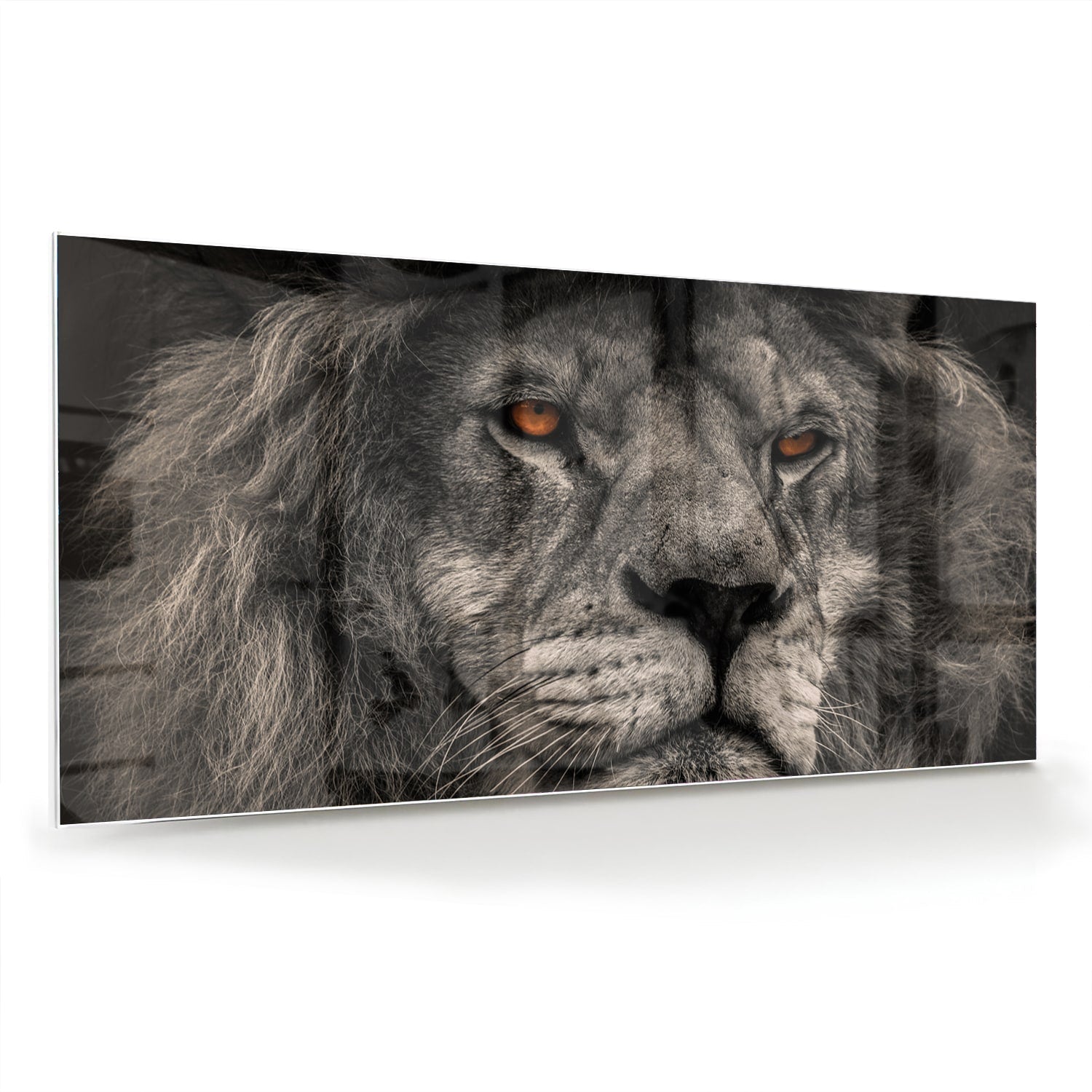 Schwarz-Weiß-Glasbild mit majestätischem Löwen – Glasbild aus Sicherheitsglas, Größe 70x70_rond