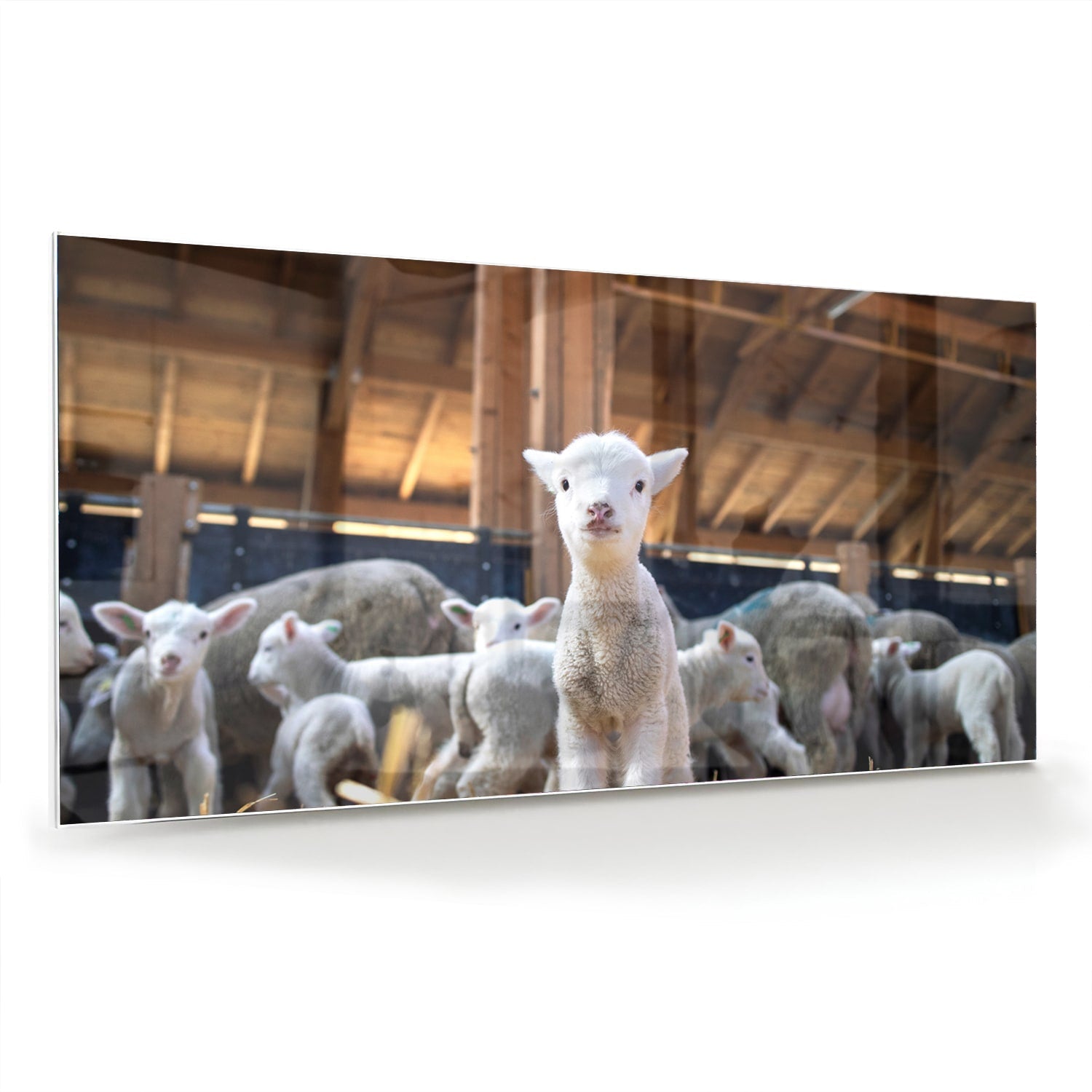 Glasbild – Niedliche Lämmer in einem Stall – Glasbild aus Sicherheitsglas, Größe 70x70_rond