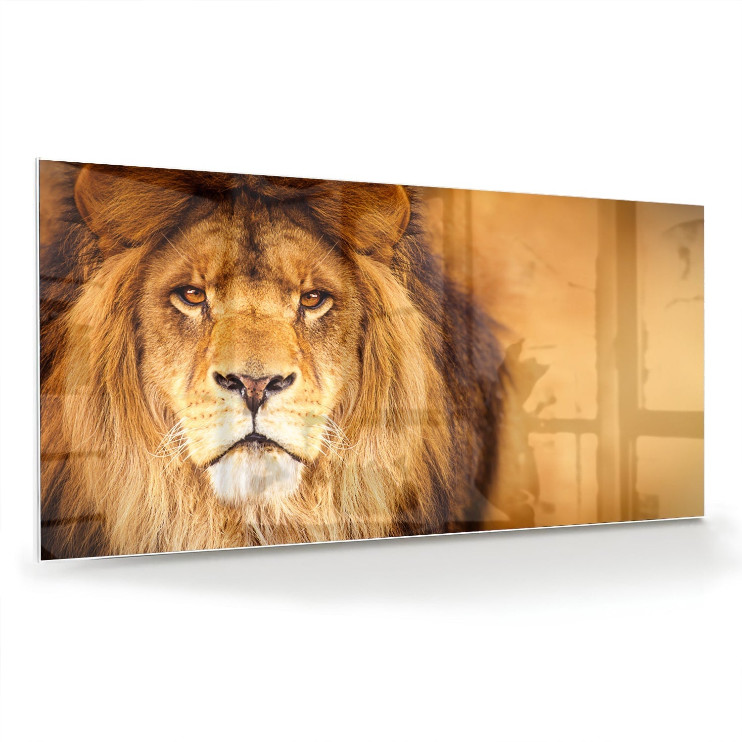 Glasbild mit majestätischem Löwen für Ihr Interieur – Glasbild aus Sicherheitsglas, Größe 70x70_rond