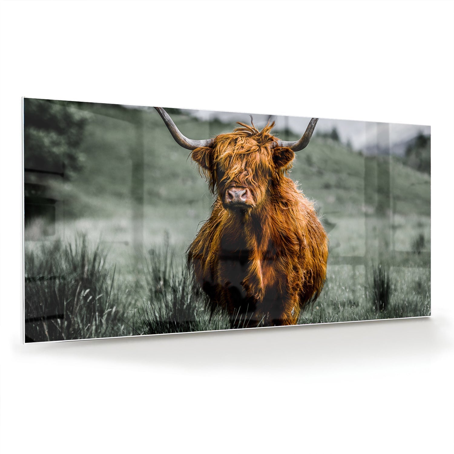 Glasbild mit einem schottischen Hochlandrind – Glasbild aus Sicherheitsglas, Größe 70x70_rond