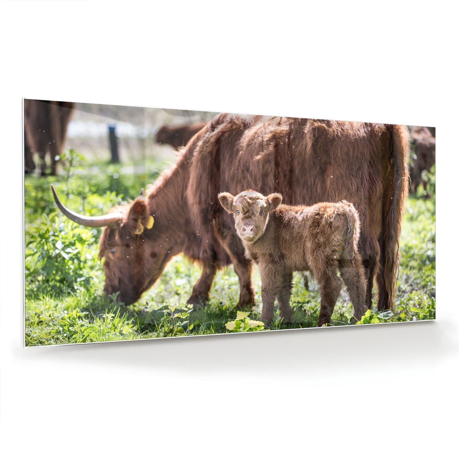 Glasbild mit Mutter und Kalb in der Natur – Glasbild aus Sicherheitsglas, Größe 70x70_rond