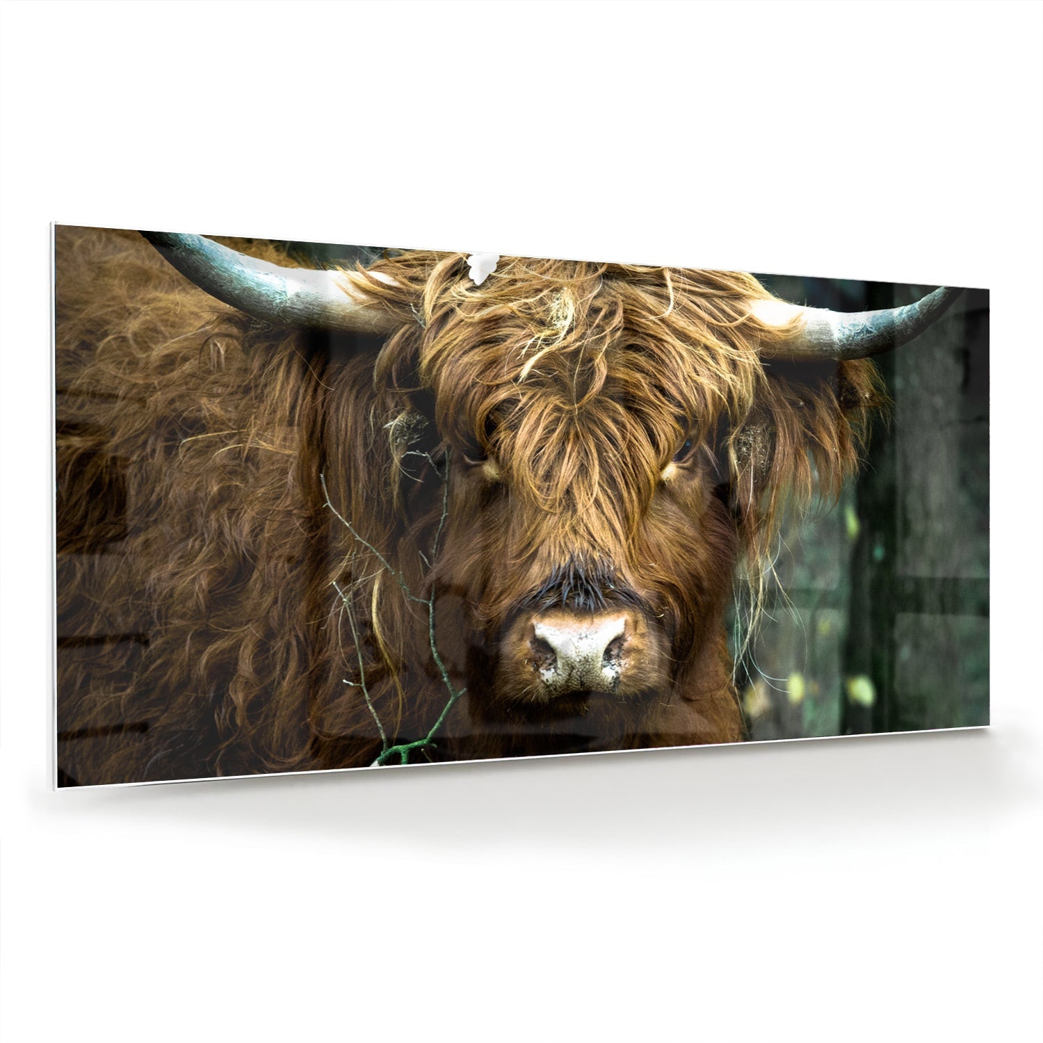 Glasbild mit einem schottischen Hochlandrind in Naturkulisse – Glasbild aus Sicherheitsglas, Größe 70x70_rond