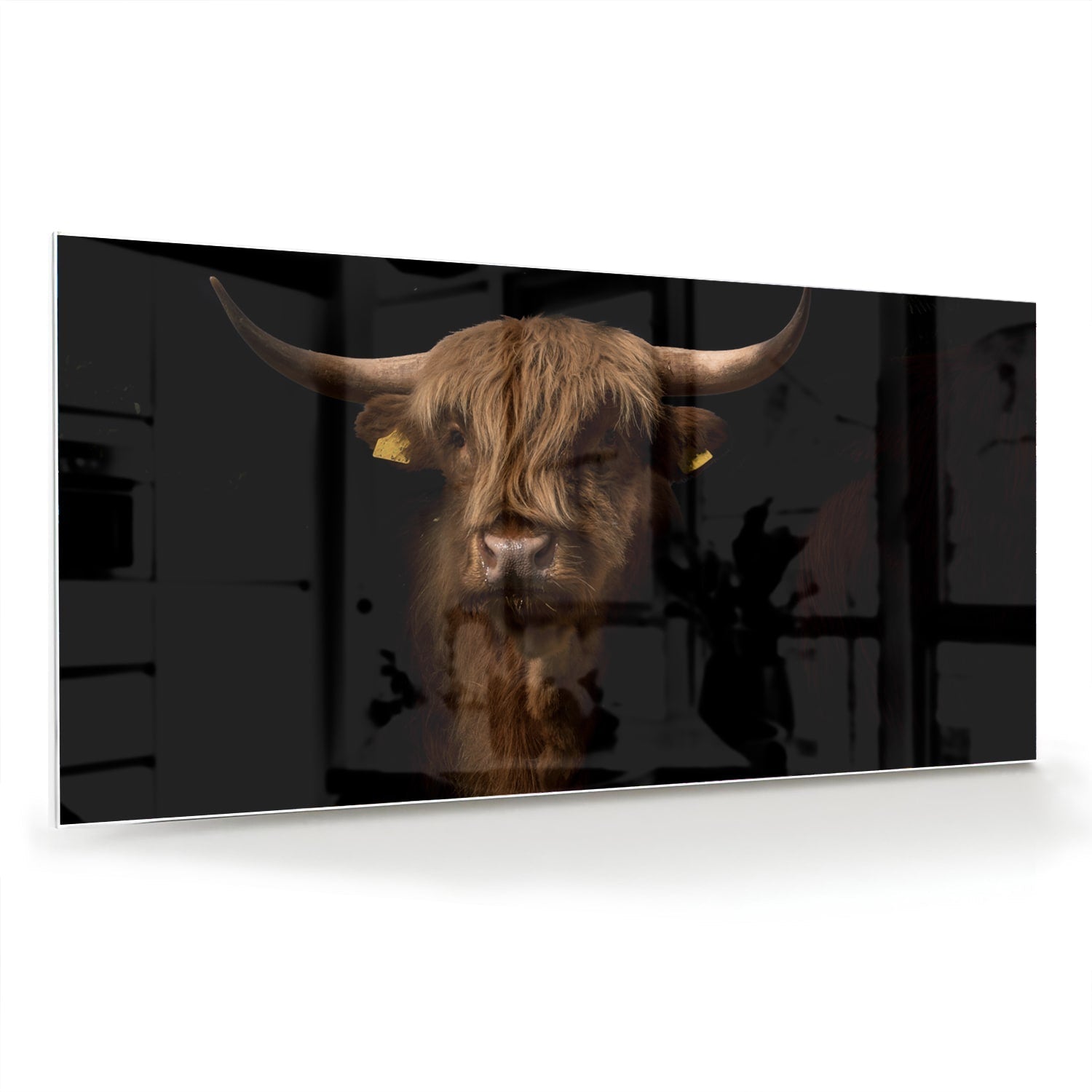 Glasbild mit kraftvollem Hochlandrind – Glasbild aus Sicherheitsglas, Größe 70x70_rond