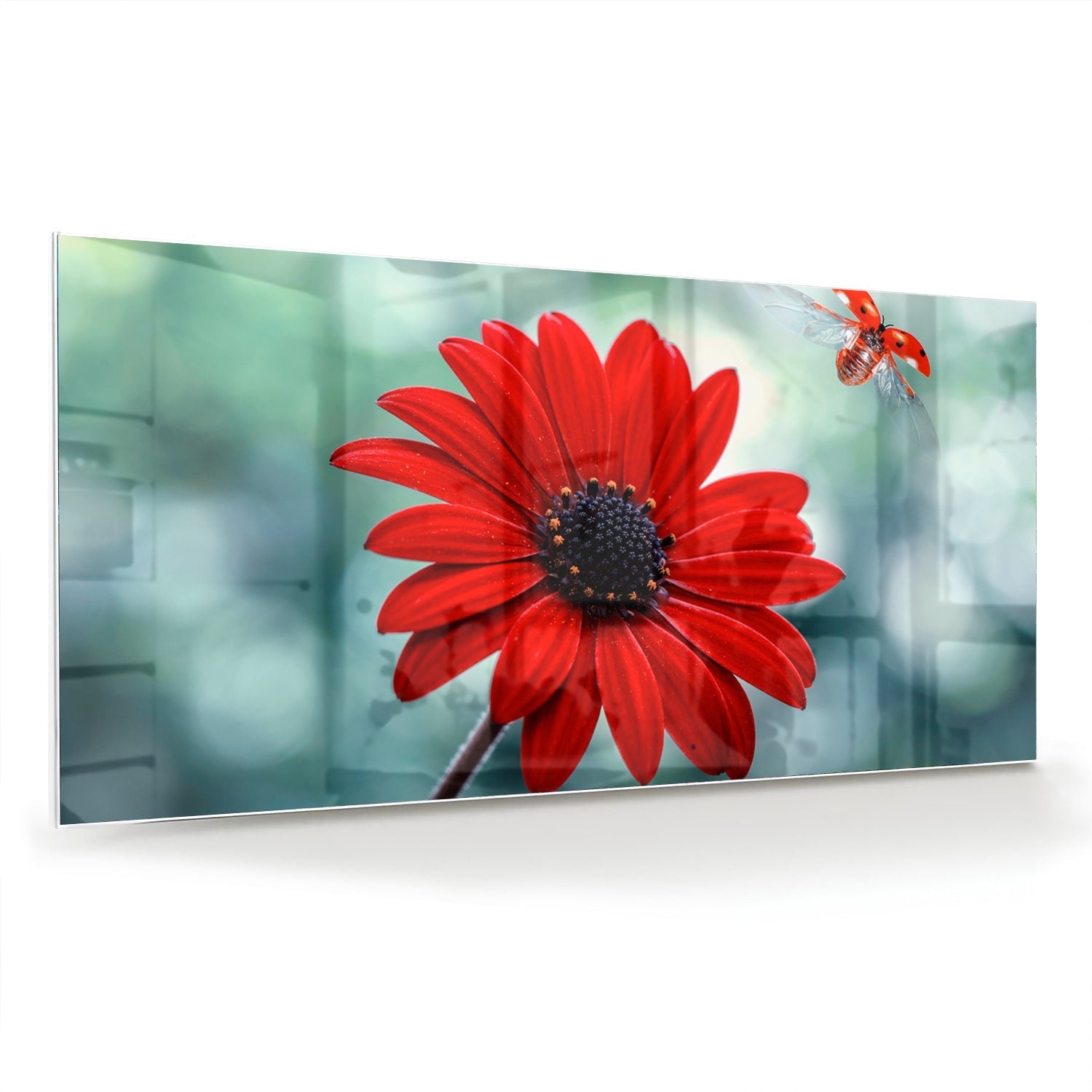 Beeindruckendes Glasbild mit einem roten Löwenzahn – Glasbild aus Sicherheitsglas, Größe 70x70_rond