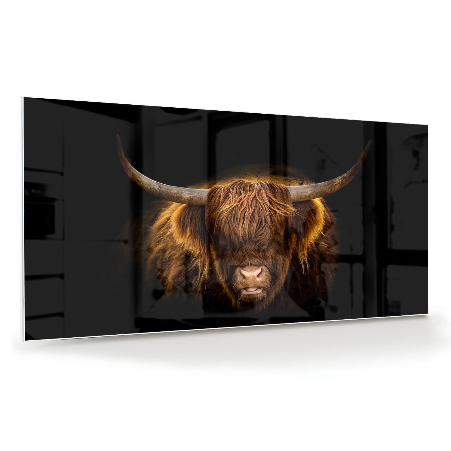 Beeindruckendes Glasbild mit Highland-Rind – Glasbild aus Sicherheitsglas, Größe 70x70_rond