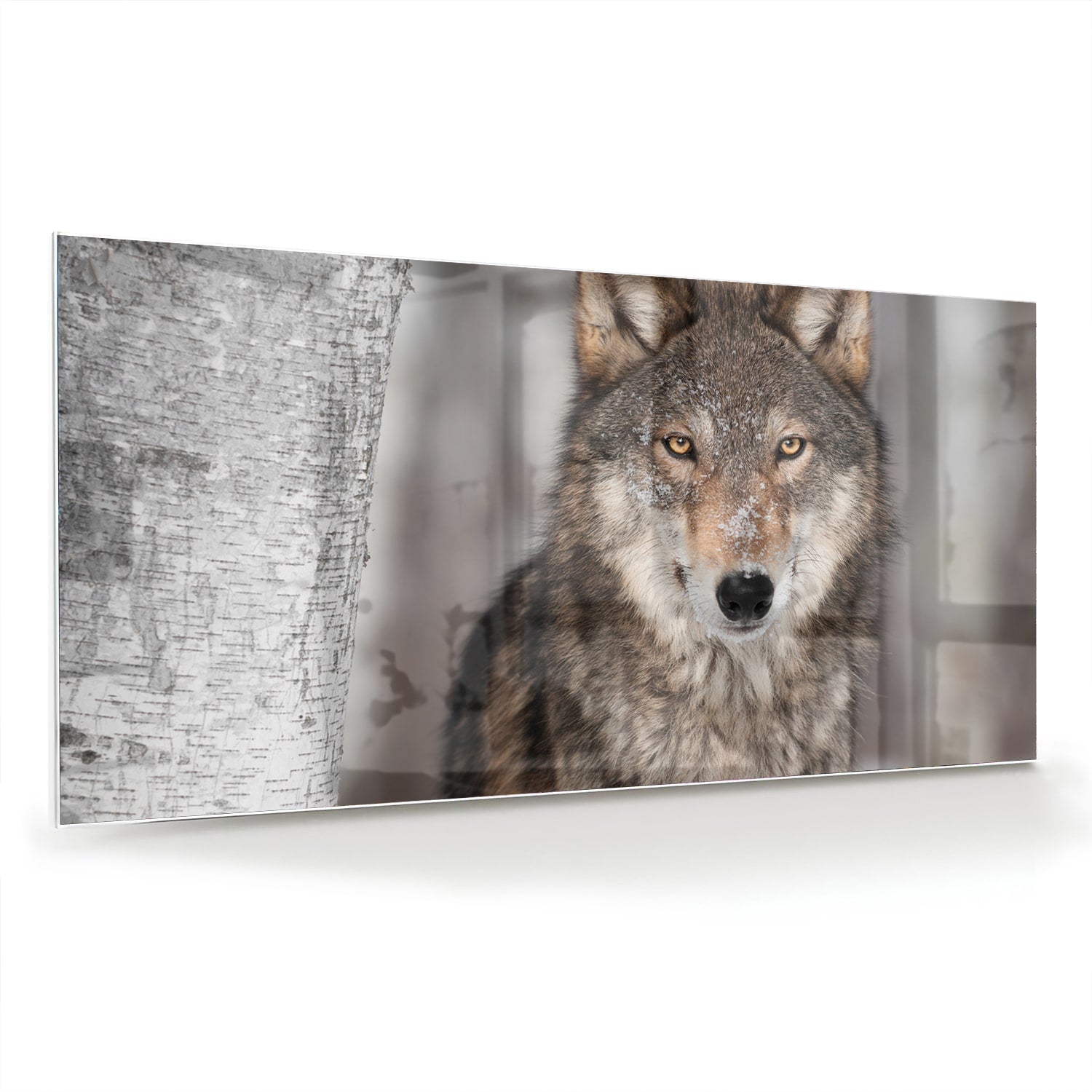 Beeindruckendes Glasbild mit einem Wolf – Glasbild aus Sicherheitsglas, Größe 70x70_rond