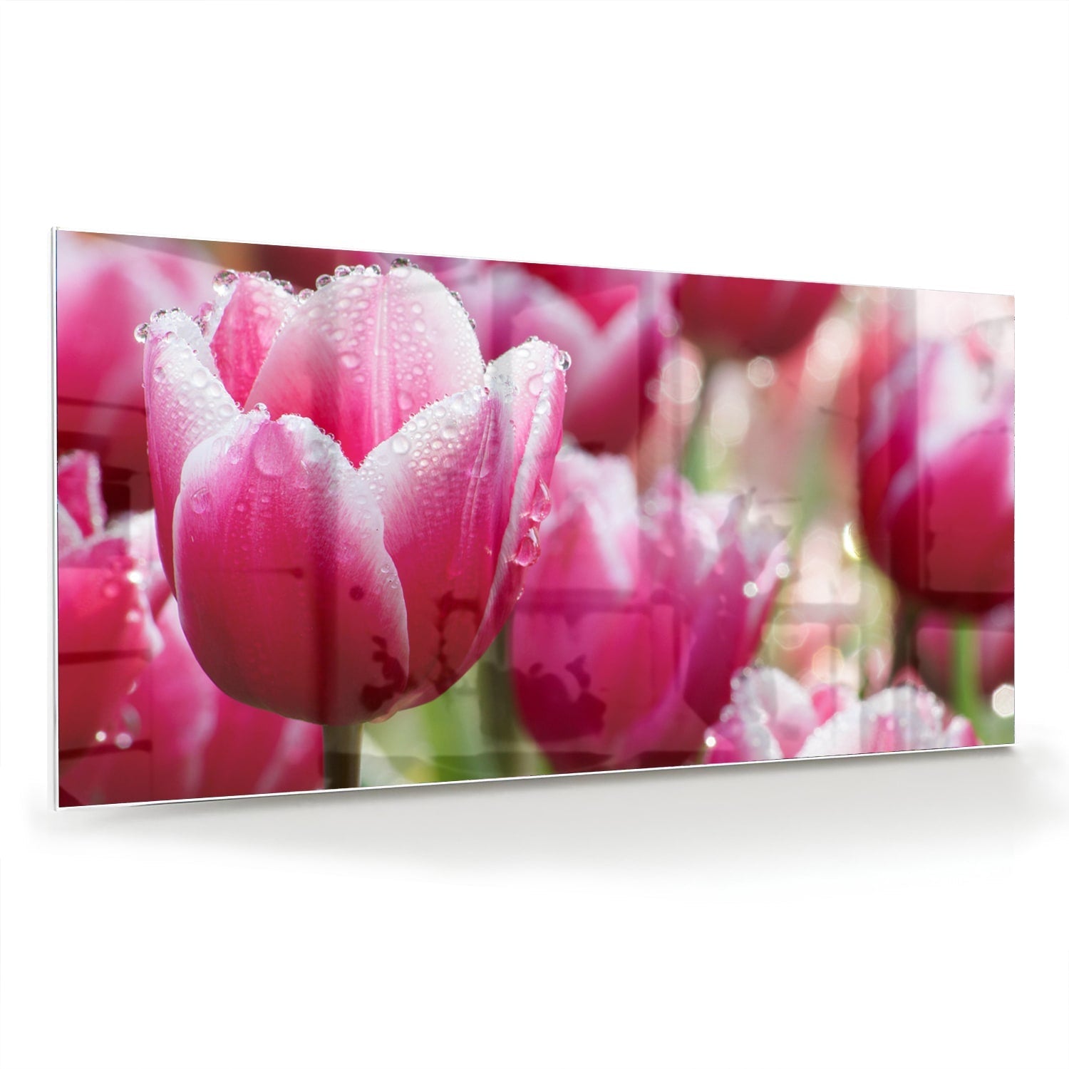 Glasbild mit bezaubernden rosa Tulpen – Glasbild aus Sicherheitsglas, Größe 70x70_rond