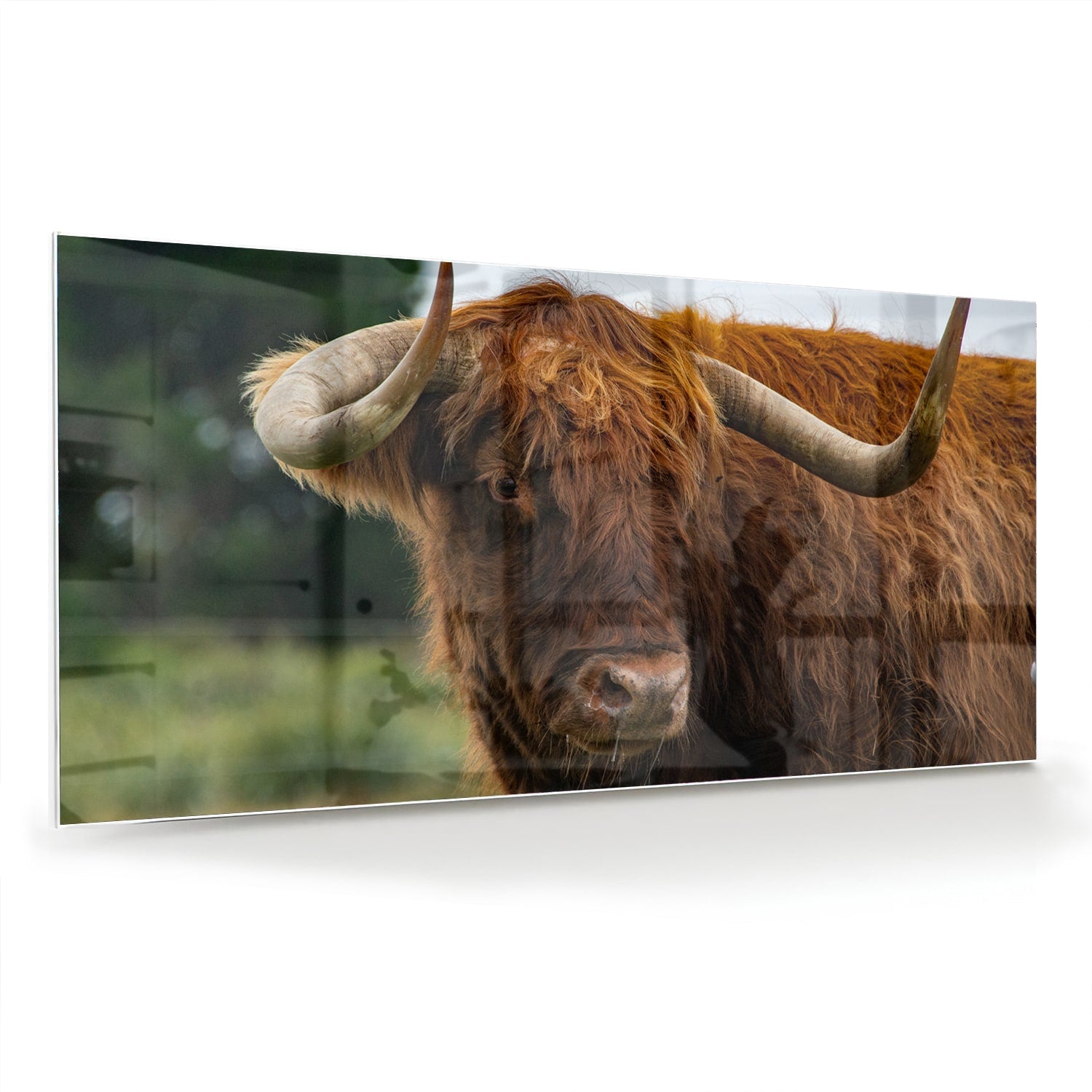 Glasbild mit einem schottischen Hochlandrind – Glasbild aus Sicherheitsglas, Größe 70x70_rond