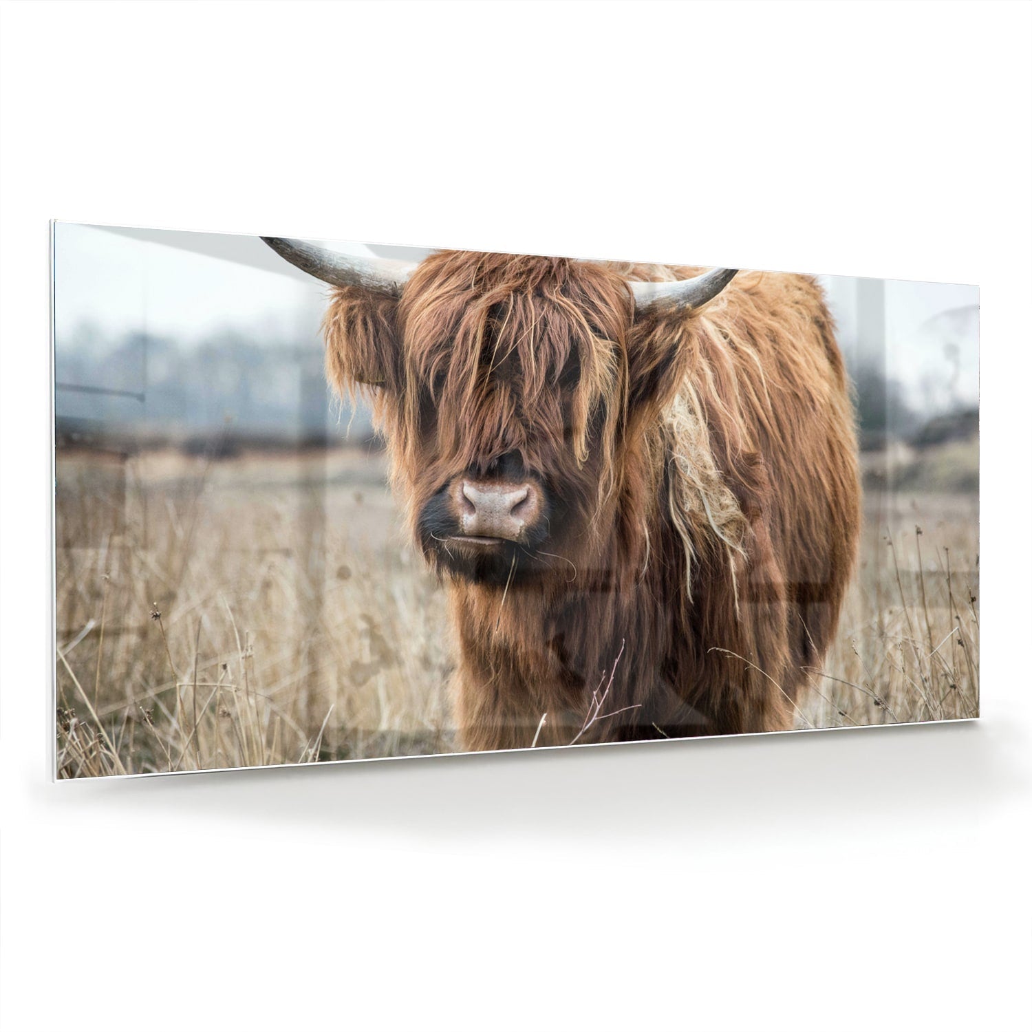 Glasbild mit Hochlandrind in Holzoptik – Glasbild aus Sicherheitsglas, Größe 70x70_rond