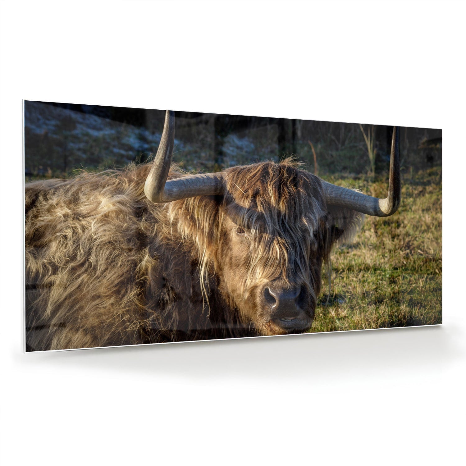 Glasbild mit einem Highland-Rind in natürlichem Licht – Glasbild aus Sicherheitsglas, Größe 70x70_rond