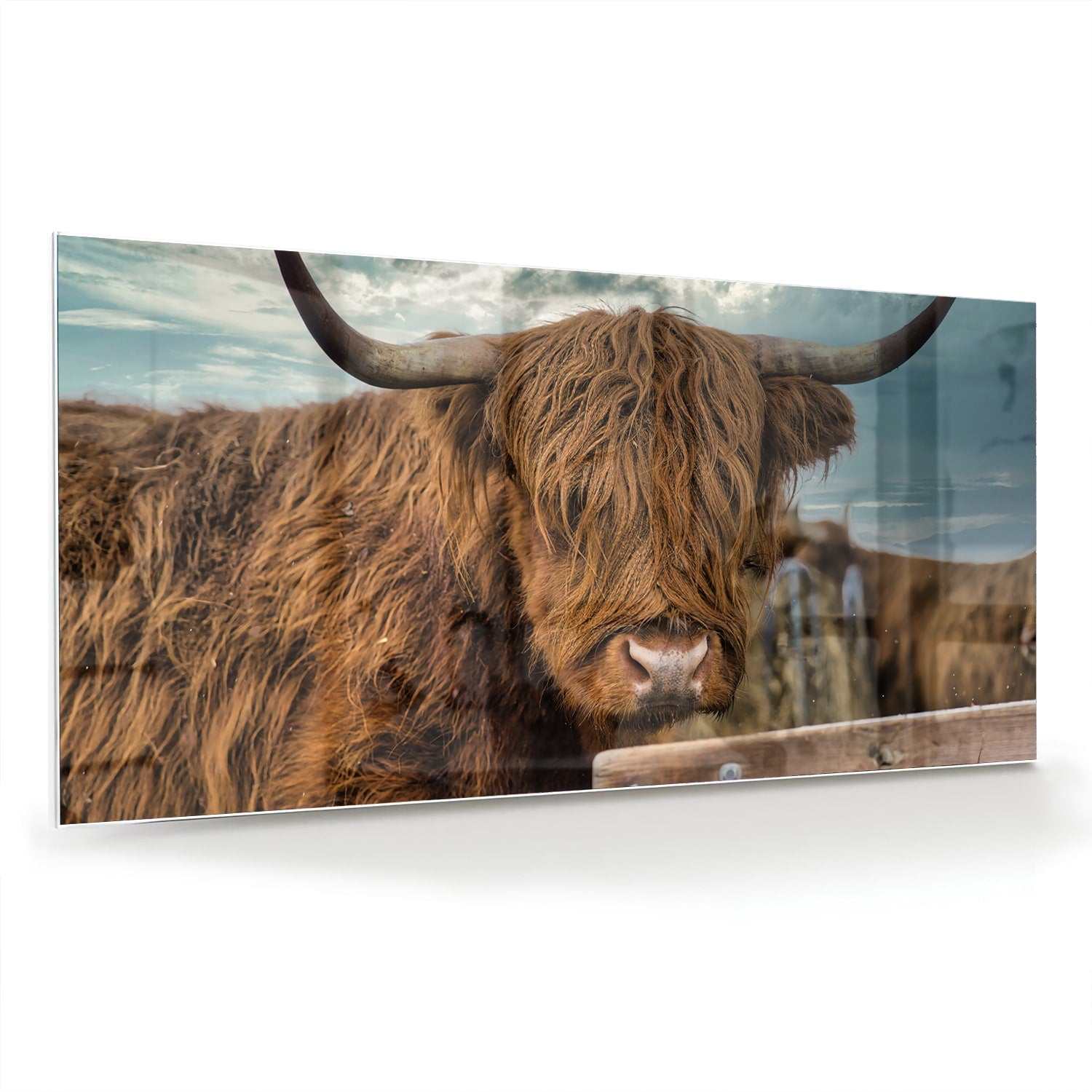 Glasbild mit einem Hochlandrind in der Natur – Glasbild aus Sicherheitsglas, Größe 70x70_rond