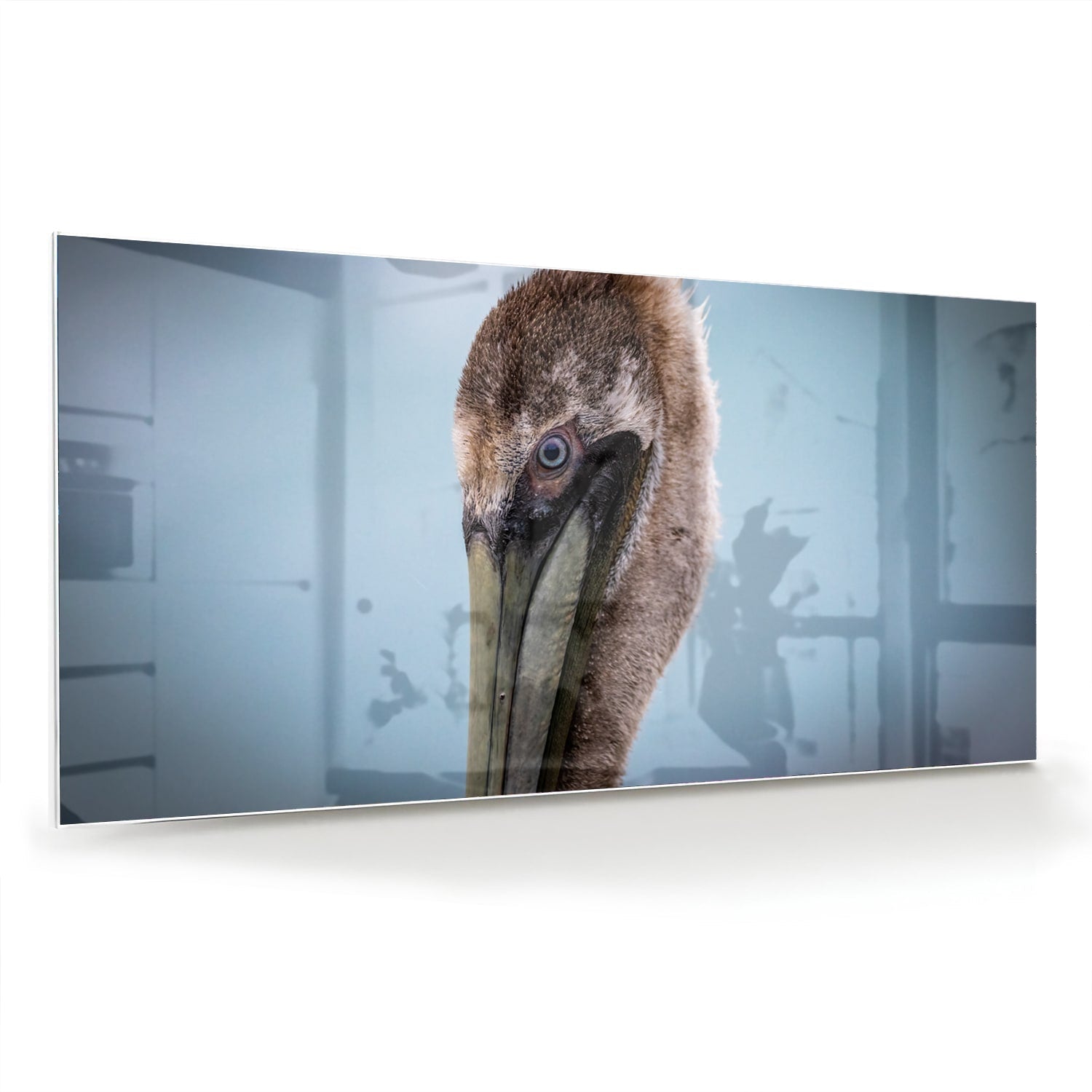 Stilvolles Glasbild mit Pelikan-Porträt – Glasbild aus Sicherheitsglas, Größe 70x70_rond