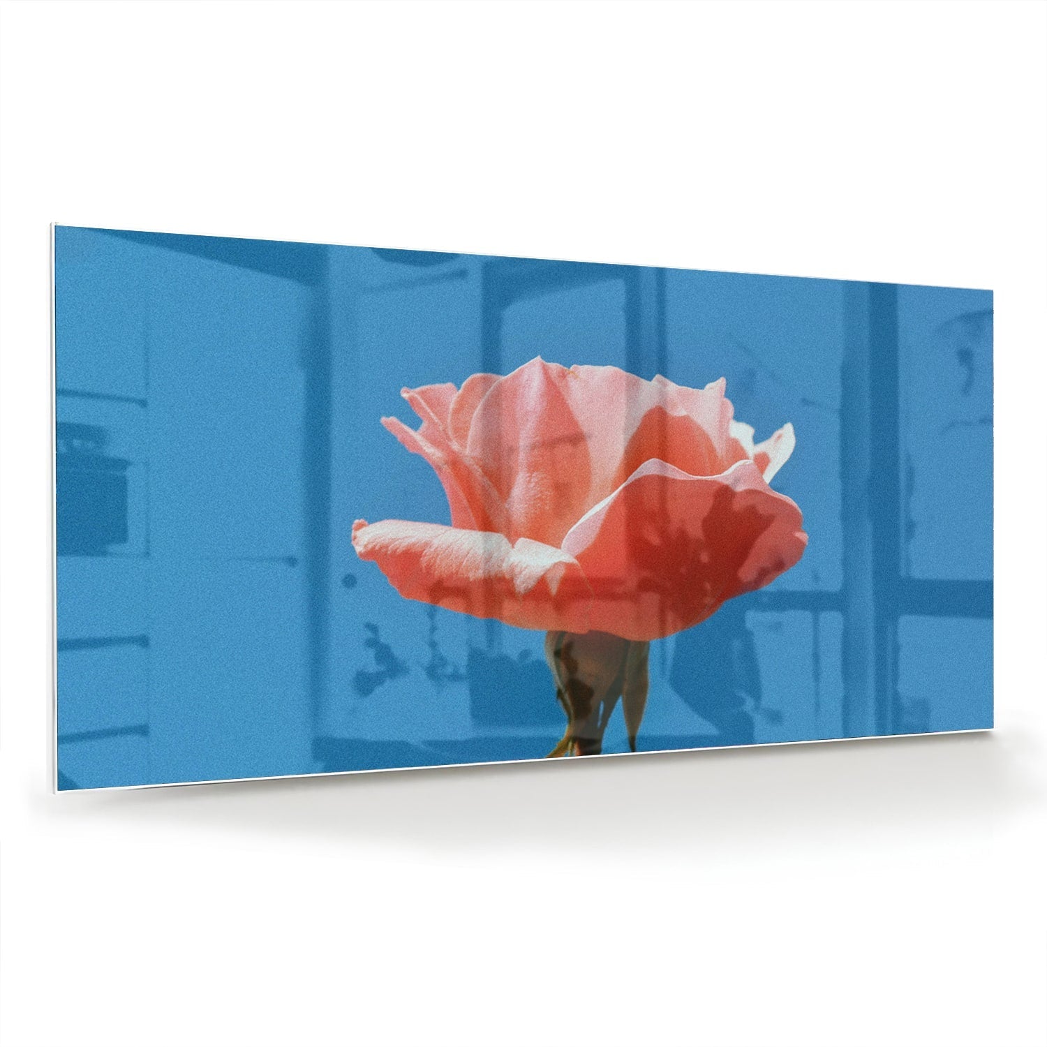 Glasbild rosa Rose auf blauem Hintergrund – Glasbild aus Sicherheitsglas, Größe 70x70_rond