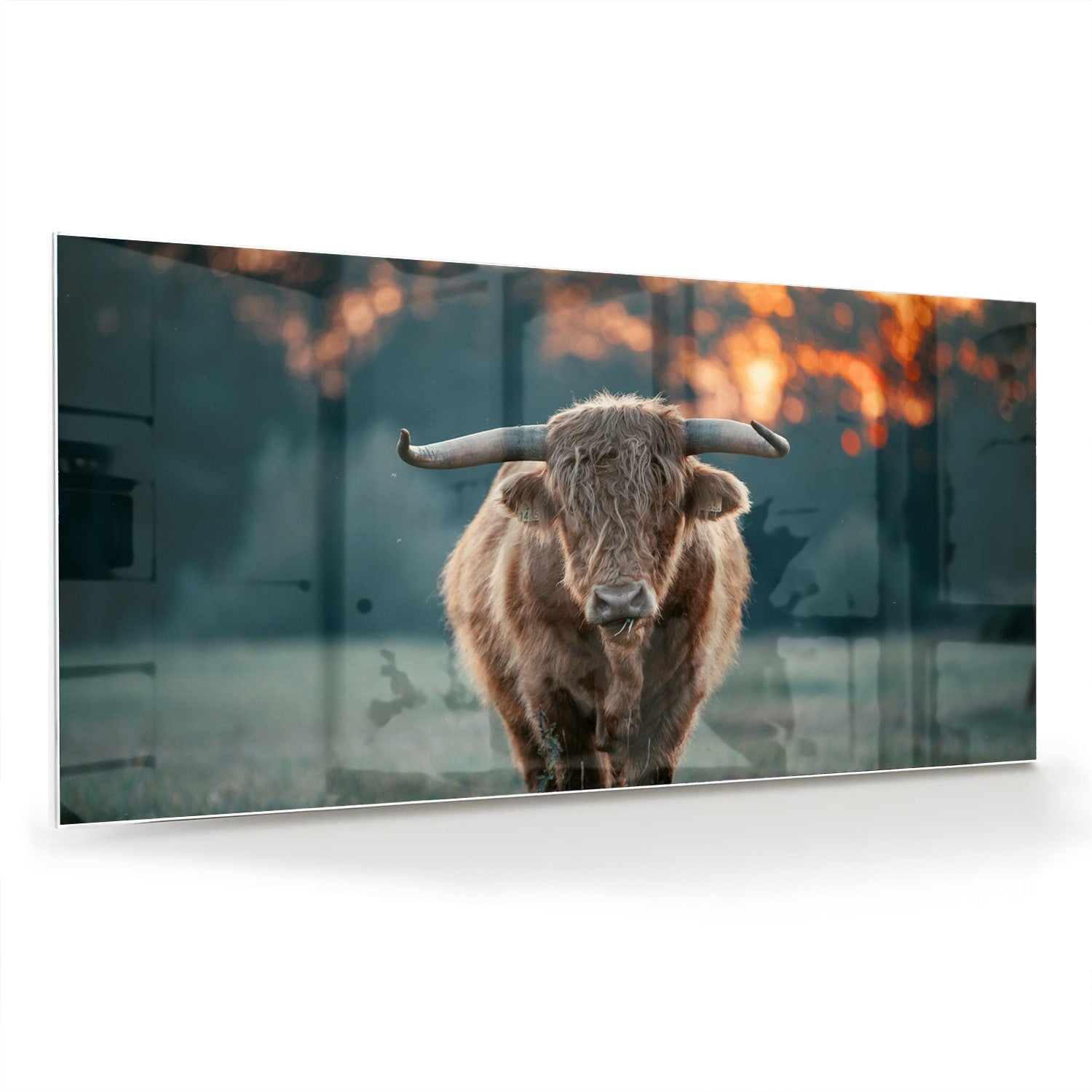 Glänzendes Glasbild mit schottischem Hochlandrind – Glasbild aus Sicherheitsglas, Größe 70x70_rond