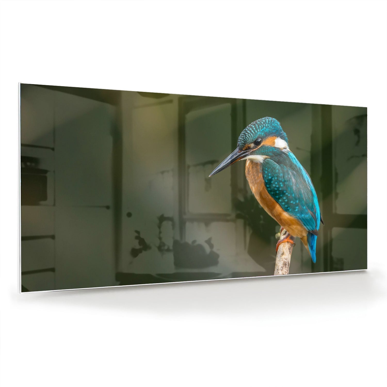 Elegantes Glasbild mit einem Eisvogel – Glasbild aus Sicherheitsglas, Größe 70x70_rond
