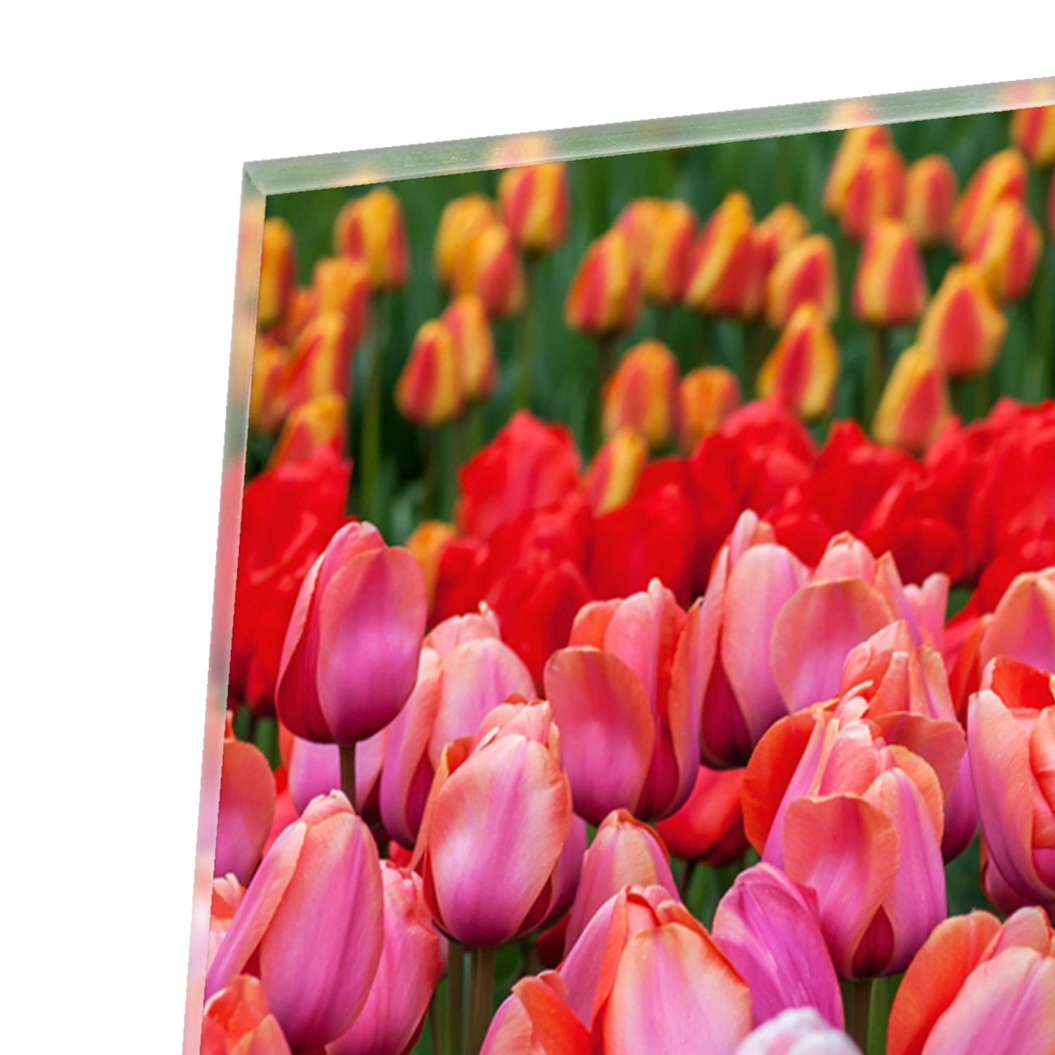Glasbild mit farbenfrohen Tulpen in einem blühenden Garten – Glasbild aus Sicherheitsglas, Größe 80x80_rond