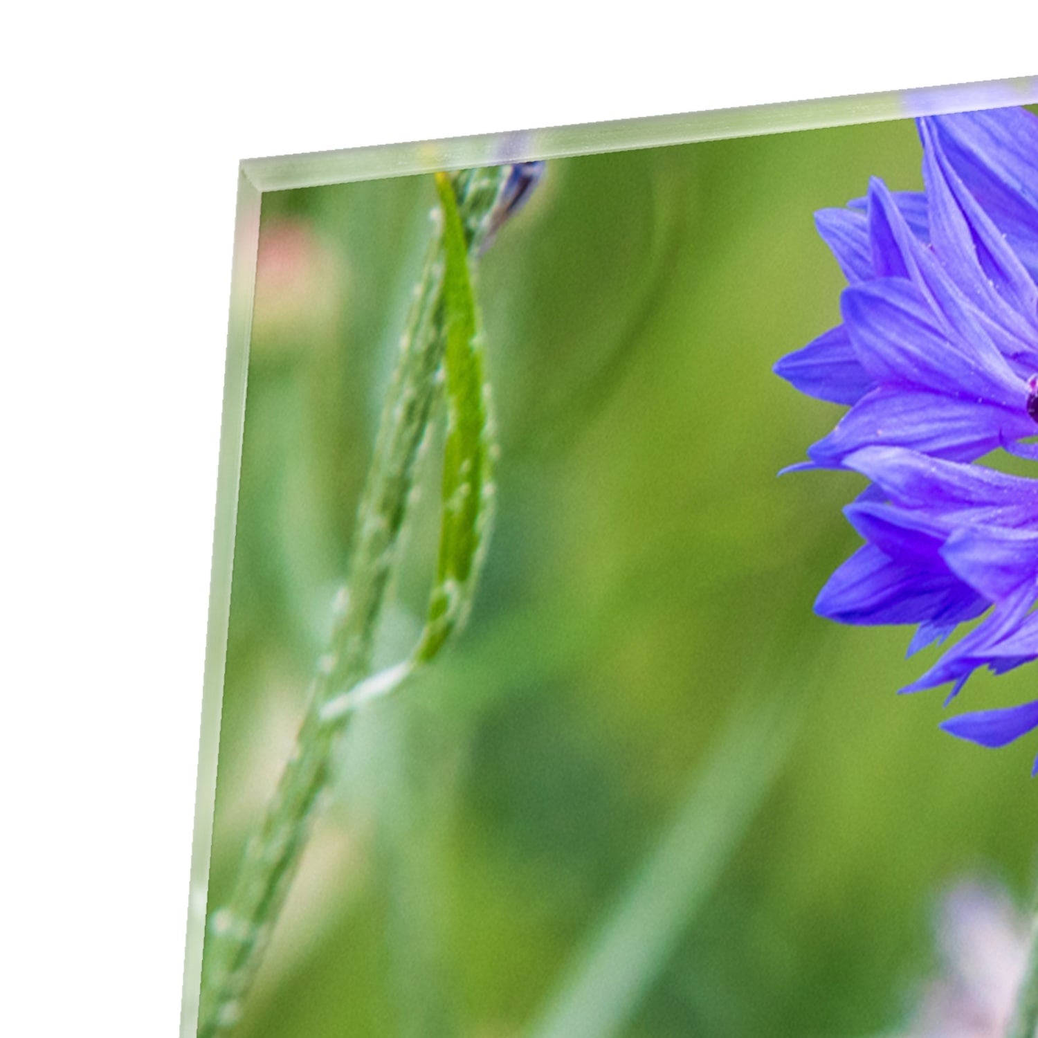 Glasbild mit violetten Blumen für moderne Einrichtungen – Glasbild aus Sicherheitsglas, Größe 80x80_rond