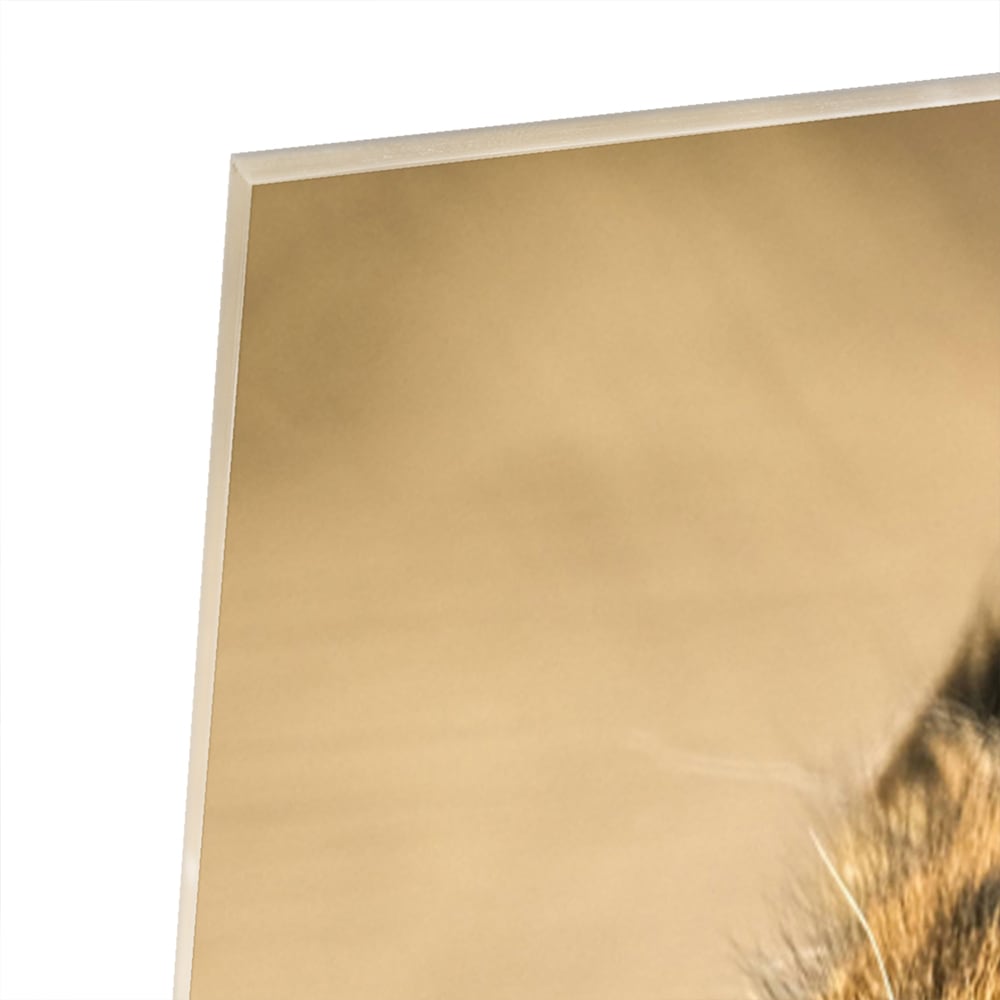 Elegantes Glasbild mit einem Leoparden – Glasbild aus Sicherheitsglas, Größe 80x80_rond