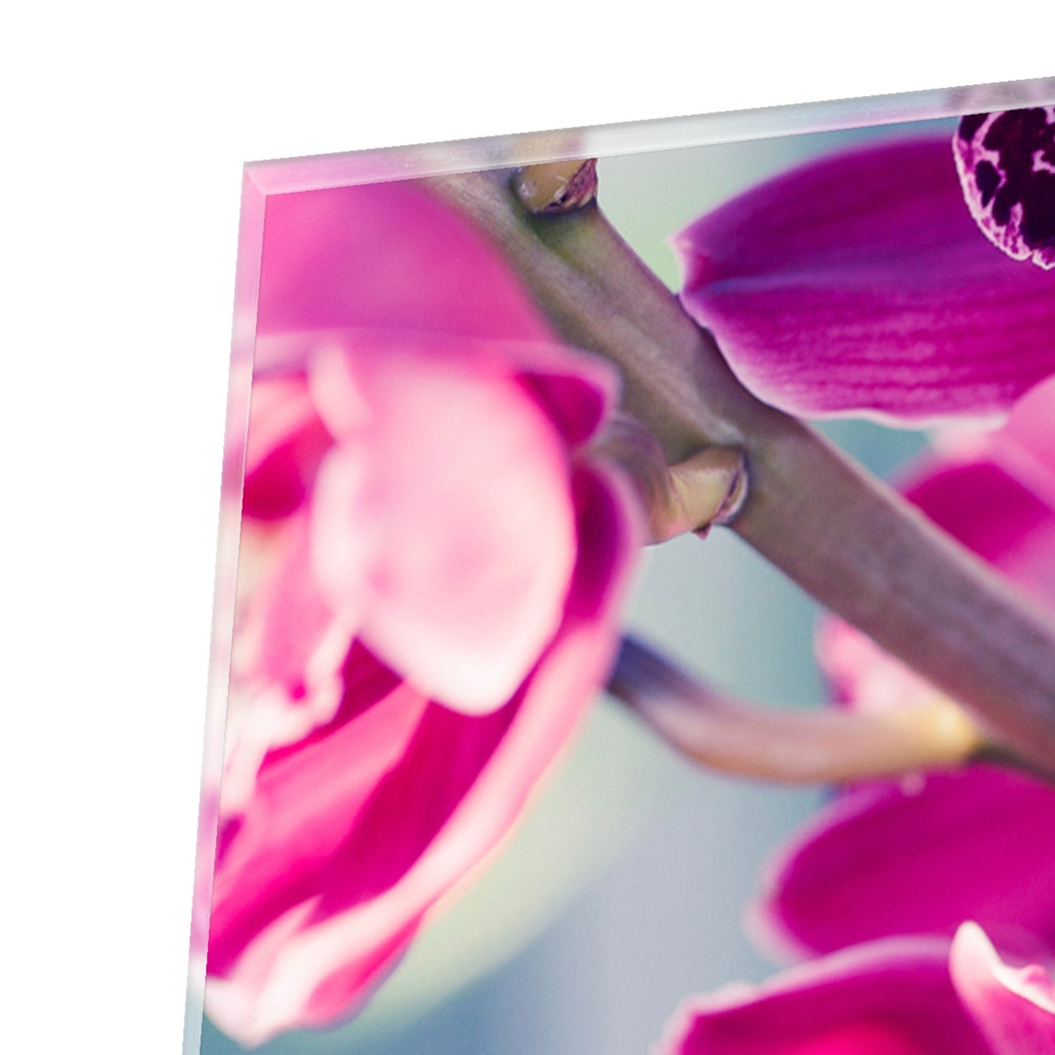 Wunderschönes Glasbild mit violetten Orchideen – Glasbild aus Sicherheitsglas, Größe 80x80_rond