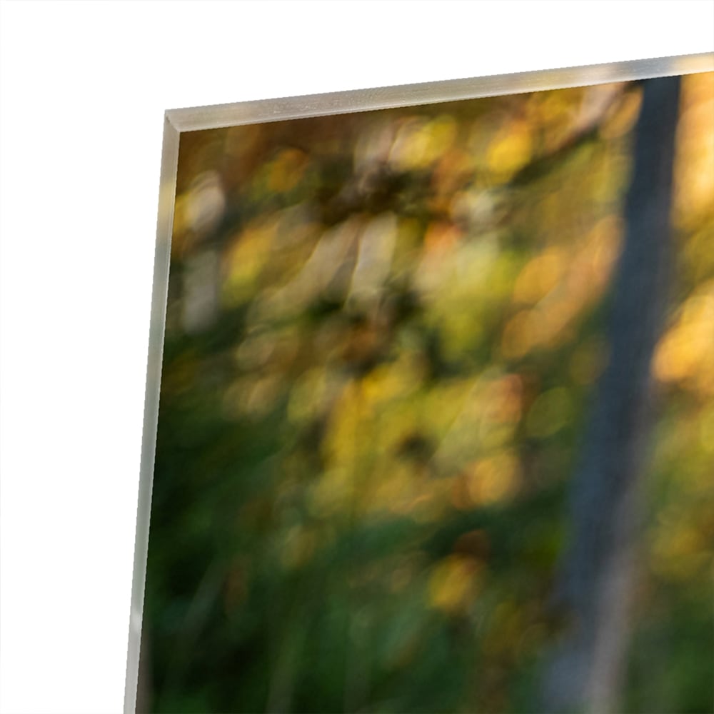 Glasbild mit zwei niedlichen Bären im Wald – Glasbild aus Sicherheitsglas, Größe 80x80_rond