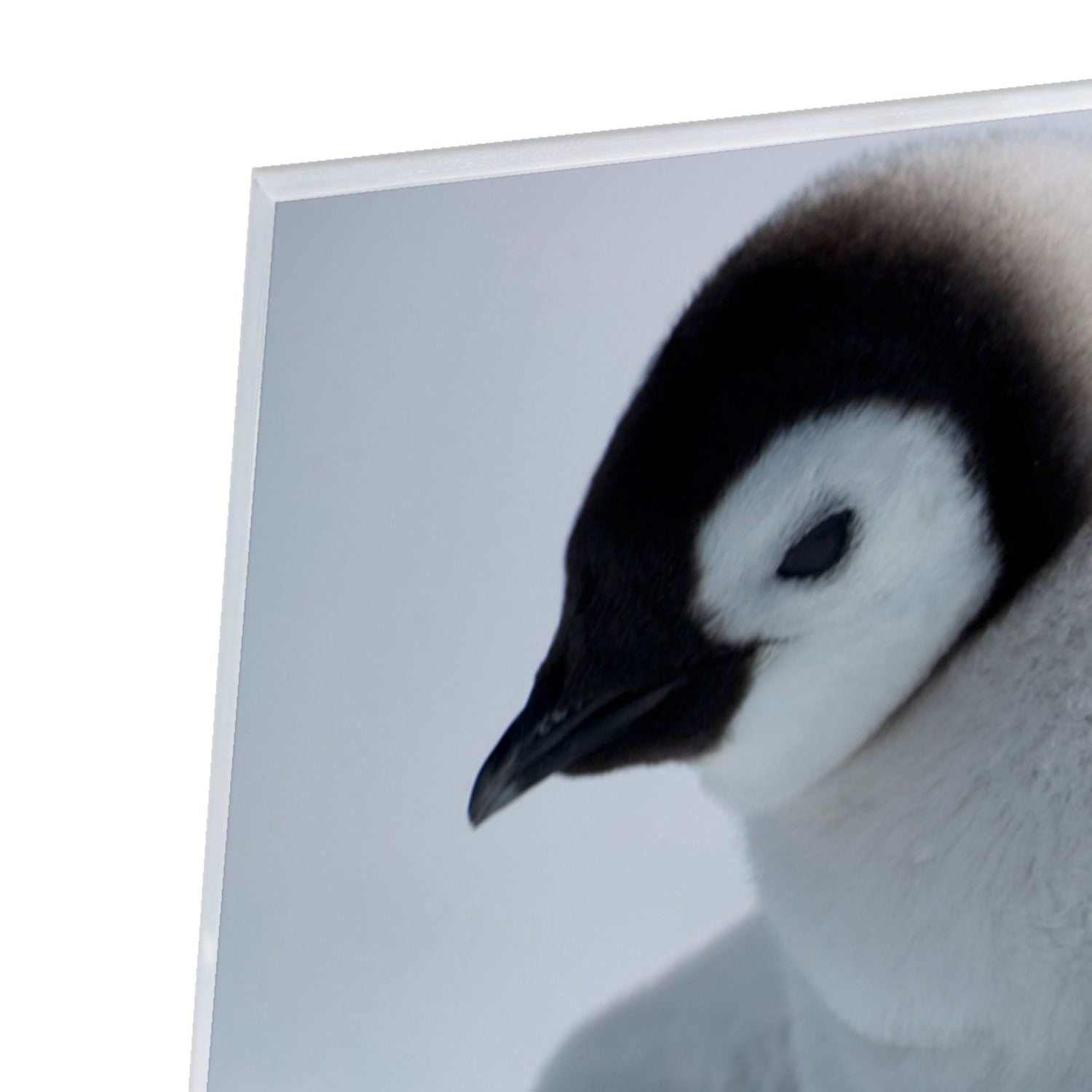 Glasbild mit zwei Pinguinen in winterlicher Atmosphäre – Glasbild aus Sicherheitsglas, Größe 80x80_rond
