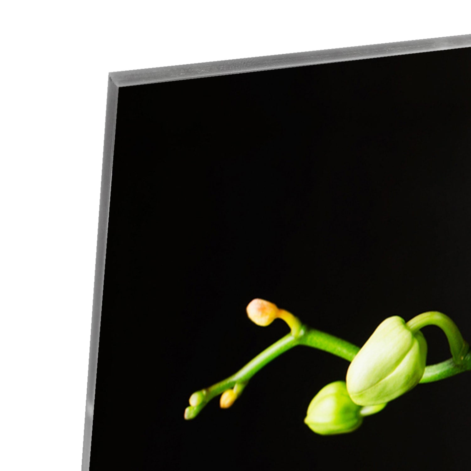 Elegantes Glasbild mit weißen Orchideen – Glasbild aus Sicherheitsglas, Größe 80x80_rond