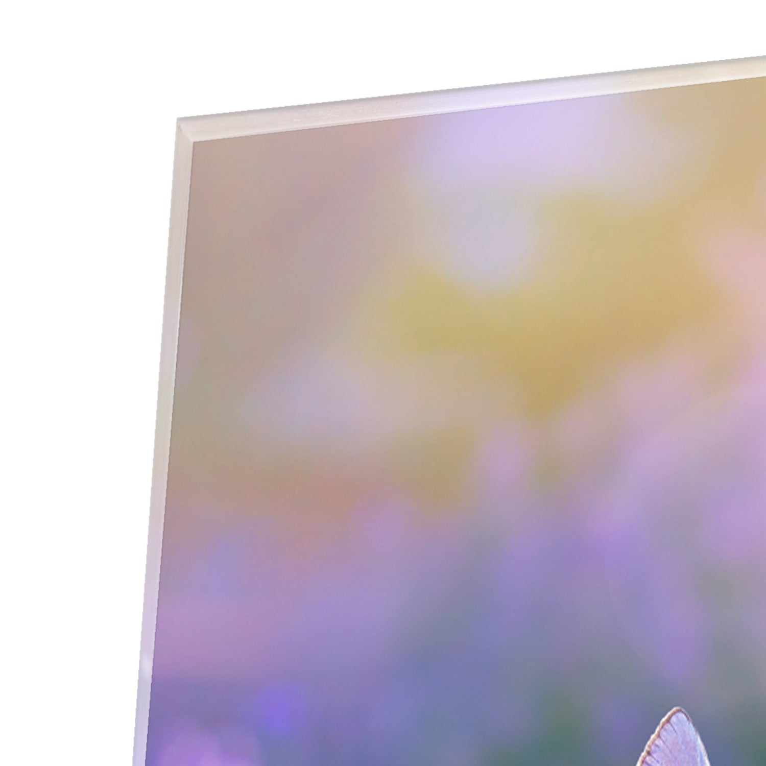 Glasbild mit violettem Lavendel und Schmetterling – Glasbild aus Sicherheitsglas, Größe 80x80_rond