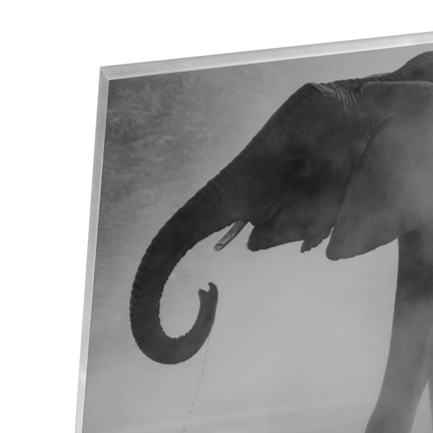 Glasbild mit majestätischen Elefanten – Glasbild aus Sicherheitsglas, Größe 80x80_rond