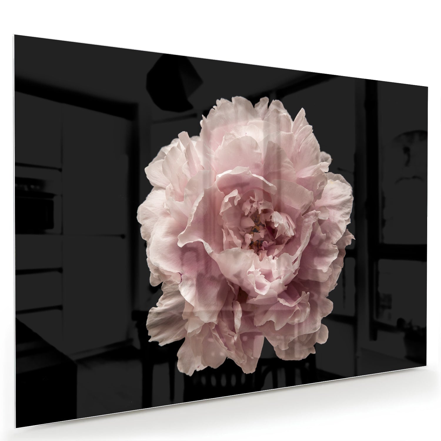 Elegantes Glasbild mit Rosenblüte auf schwarzem Hintergrund – perfekt für Ihr Interieur – Glasbild aus Sicherheitsglas, Größe 60x40