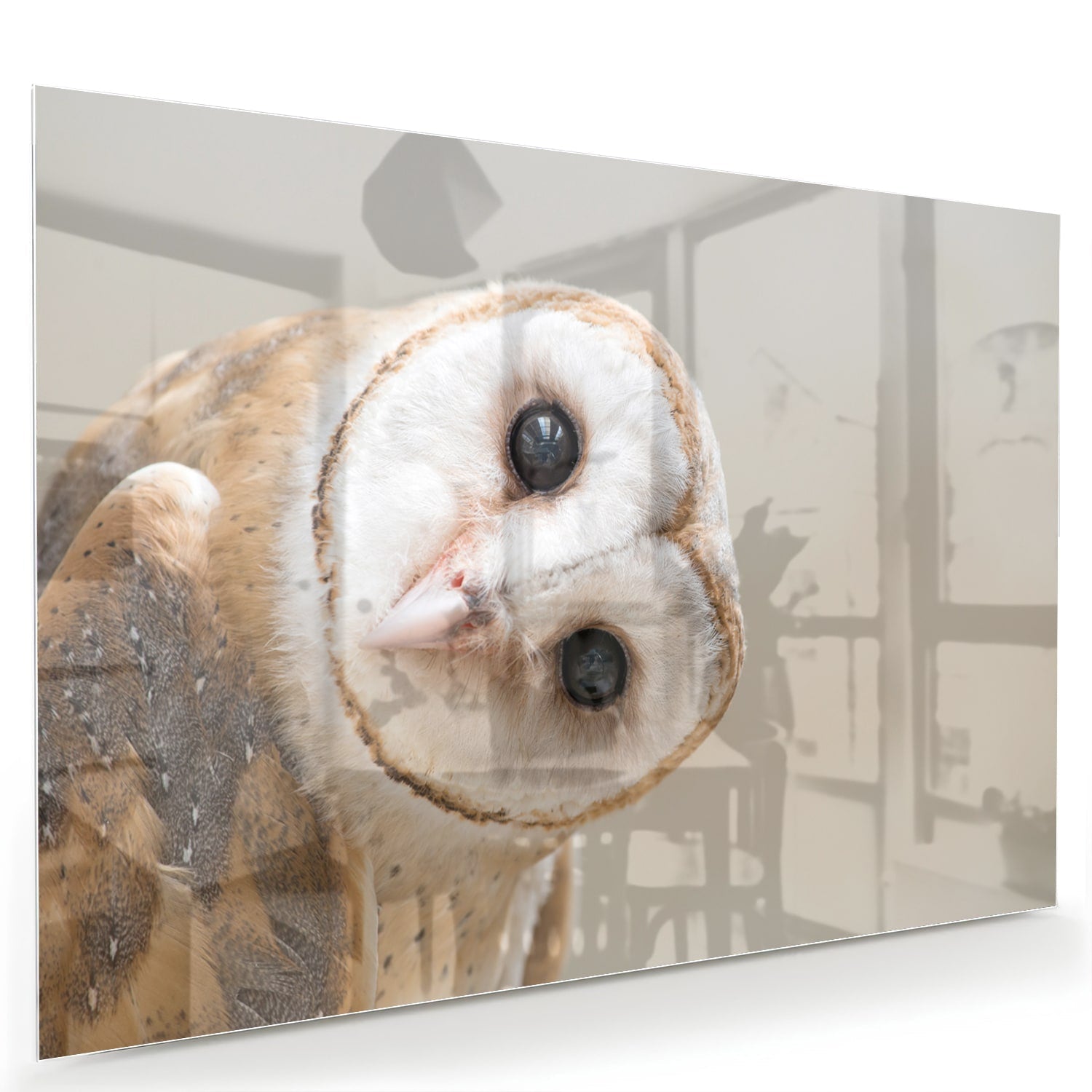Glasbild mit einer neugierigen, eigenwilligen Eule – Glasbild aus Sicherheitsglas, Größe 60x40