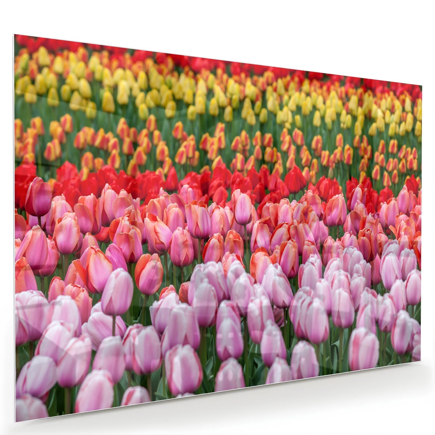 Glasbild mit farbenfrohen Tulpen in einem blühenden Garten – Glasbild aus Sicherheitsglas, Größe 60x40