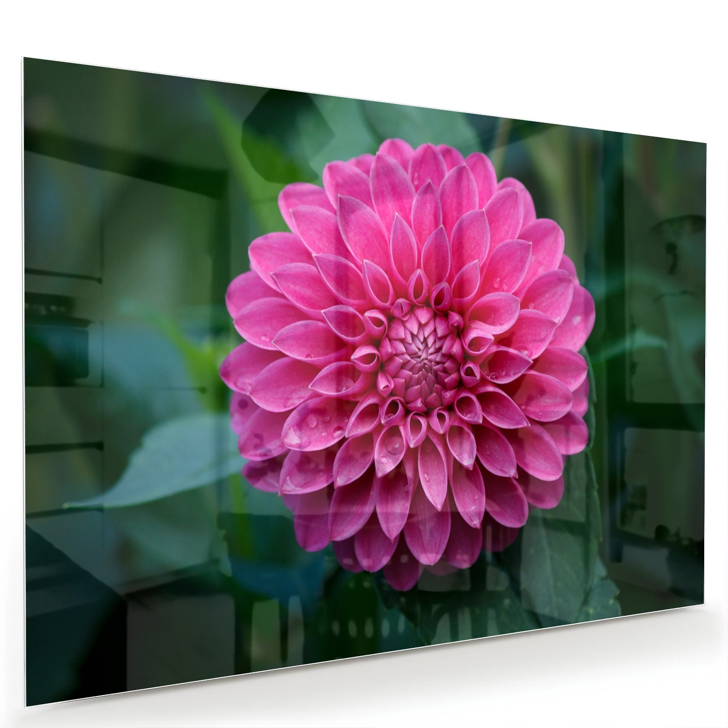 Wunderschönes Glasbild mit rosa Blume – Glasbild aus Sicherheitsglas, Größe 60x40