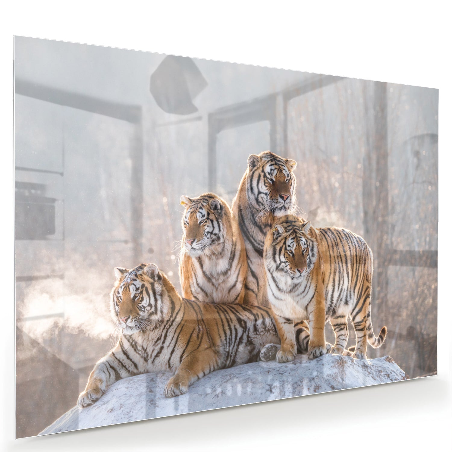 Glasbild mit drei majestätischen Tigern – Glasbild aus Sicherheitsglas, Größe 60x40