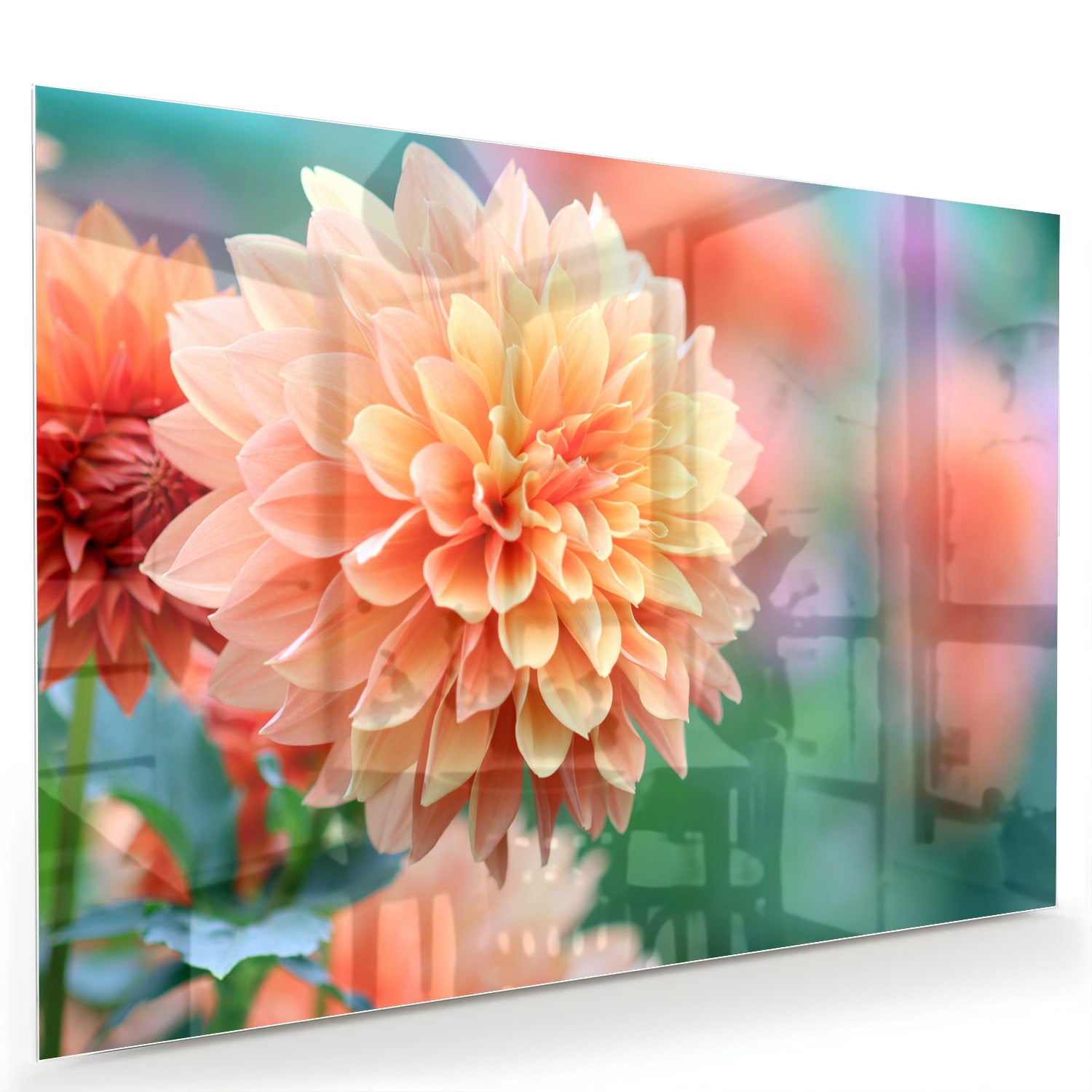 Glasbild mit Pastellrosa Dahlie – Glasbild aus Sicherheitsglas, Größe 60x40