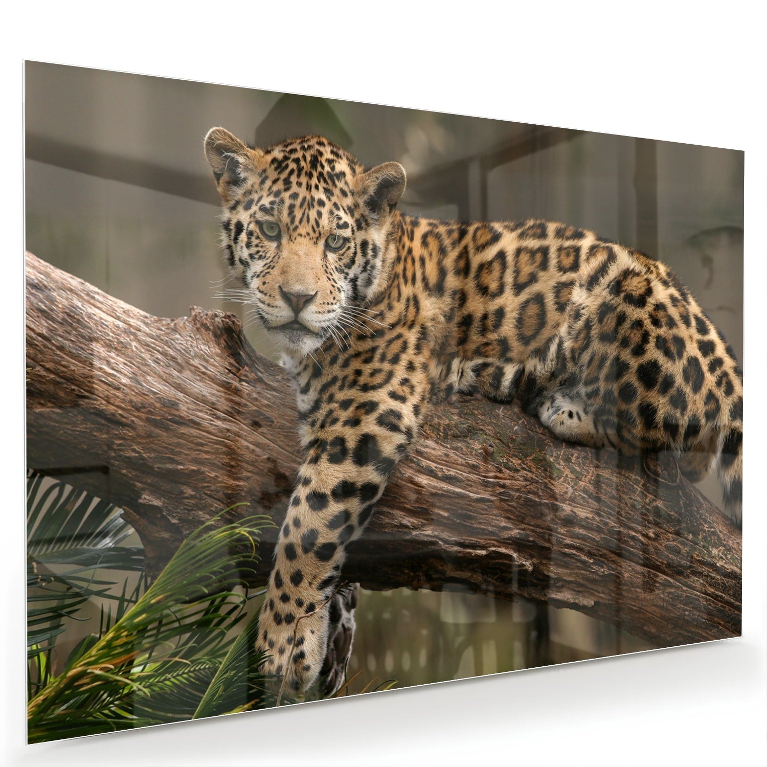 Glasbild mit einem majestätischen Jaguar – Glasbild aus Sicherheitsglas, Größe 60x40