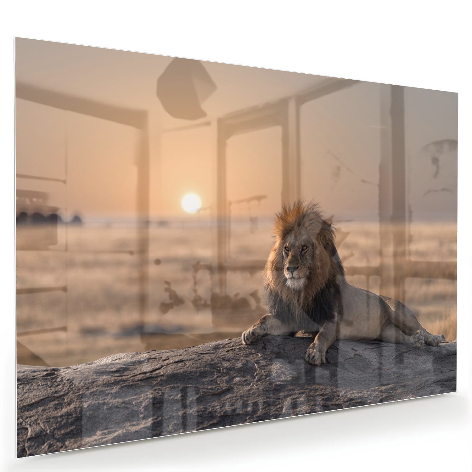 Glasbild – Majestätischer Löwe bei Sonnenuntergang – Glasbild aus Sicherheitsglas, Größe 60x40