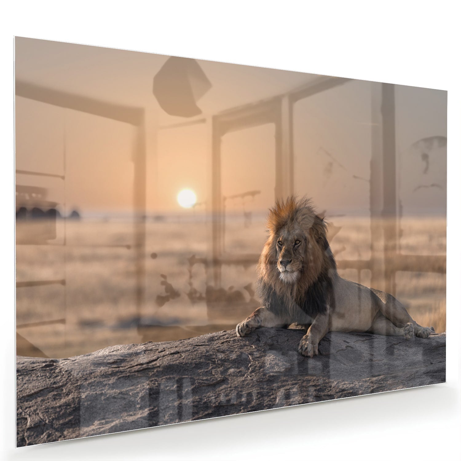 Majestueuze Löwe bei Sonnenuntergang Glasbild als moderne Glas-Wanddekoration aus 4 mm Sicherheitsglas