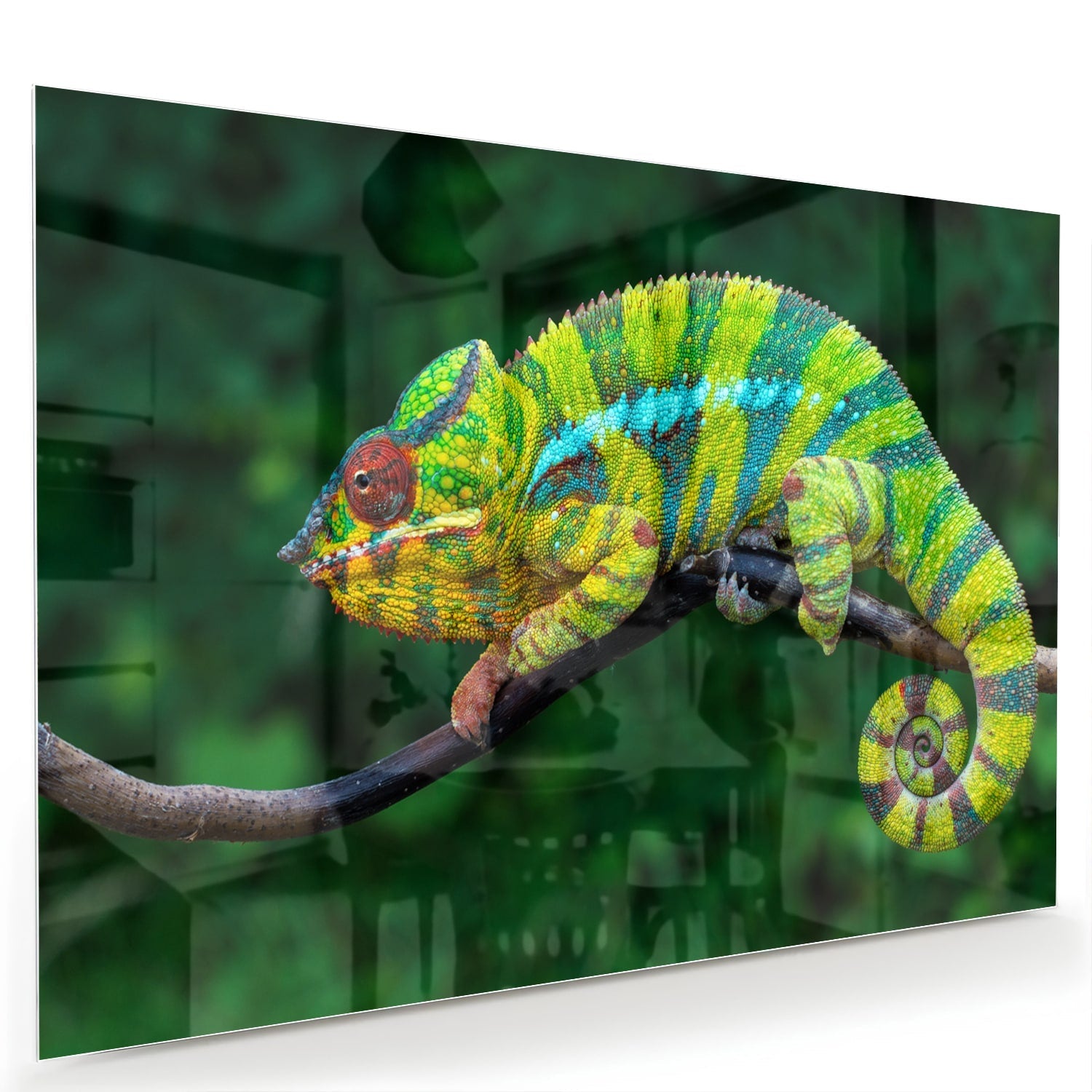 Farbenfrohes Glasbild mit einem Chamäleon – Glasbild aus Sicherheitsglas, Größe 60x40