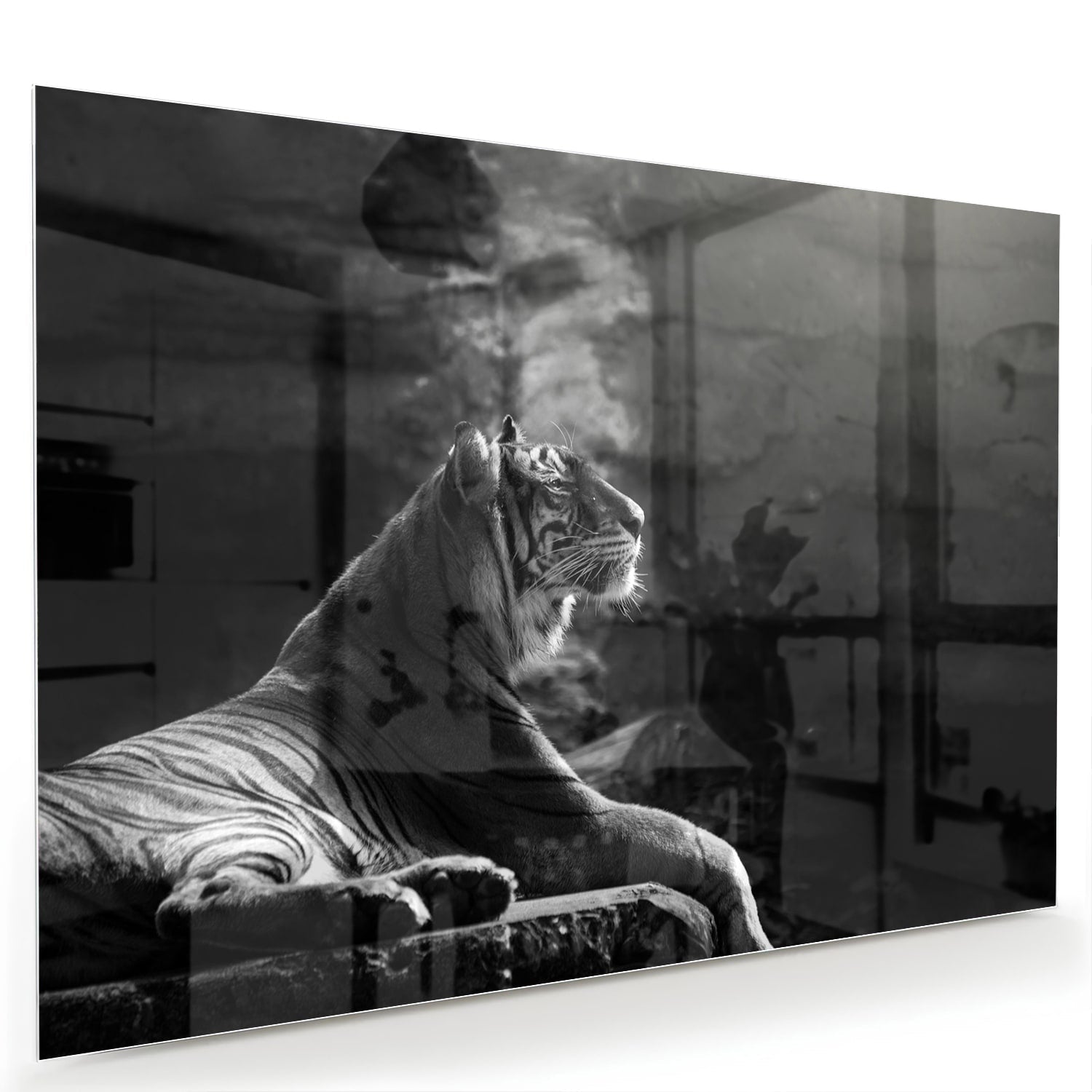 Schwarz-Weiß-Glasbild mit einem majestätischen Tiger – Glasbild aus Sicherheitsglas, Größe 60x40