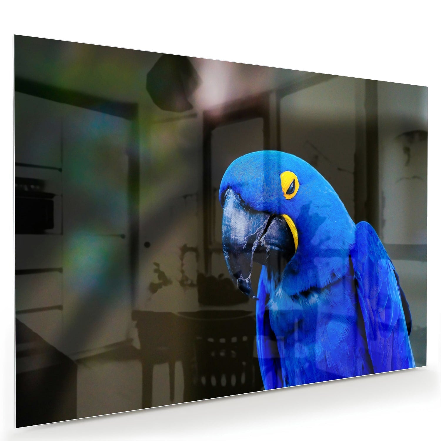 Glasbild mit einem wunderschönen blauen Ara – Glasbild aus Sicherheitsglas, Größe 60x40