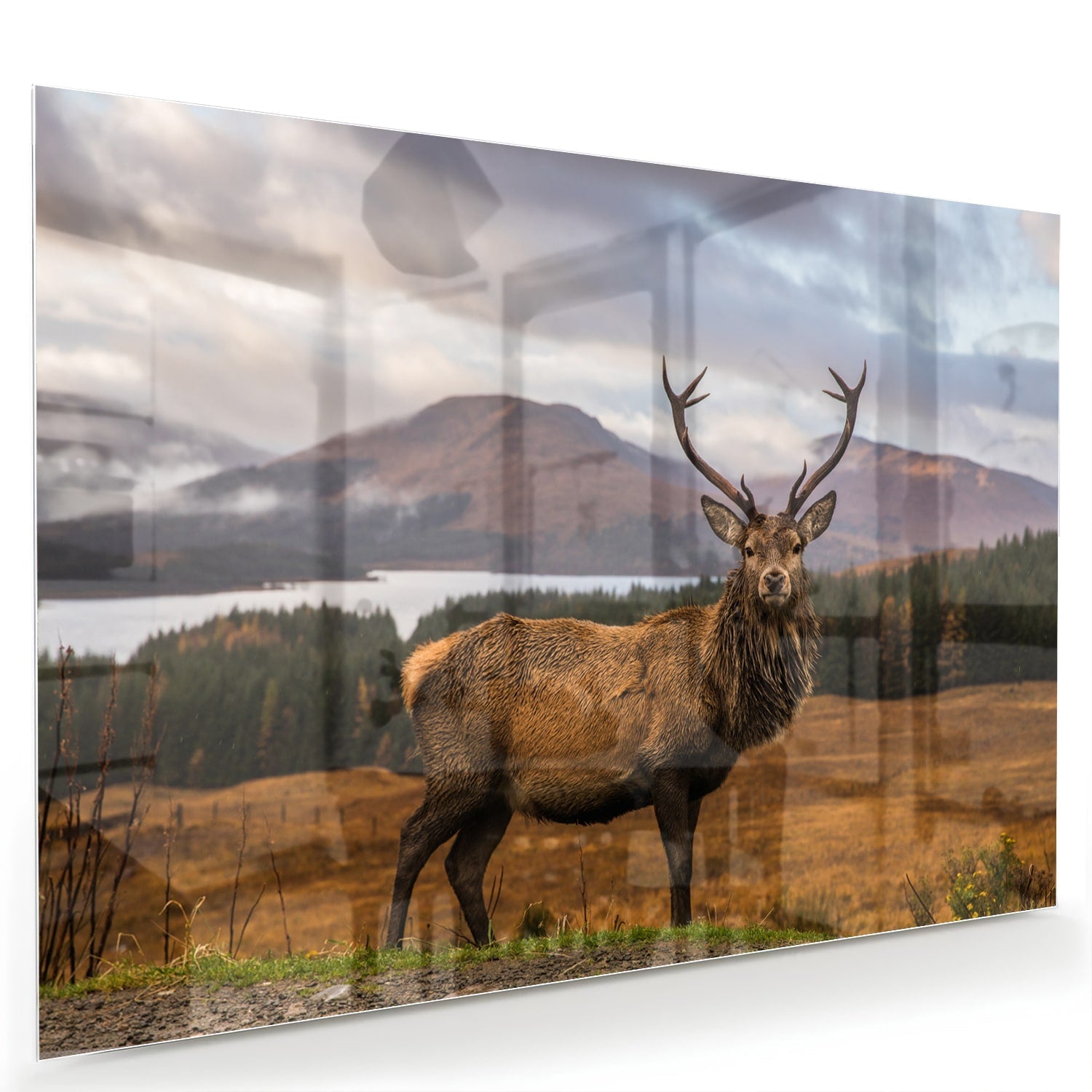 Glasbild mit majestätischem Hirsch – Glasbild aus Sicherheitsglas, Größe 60x40