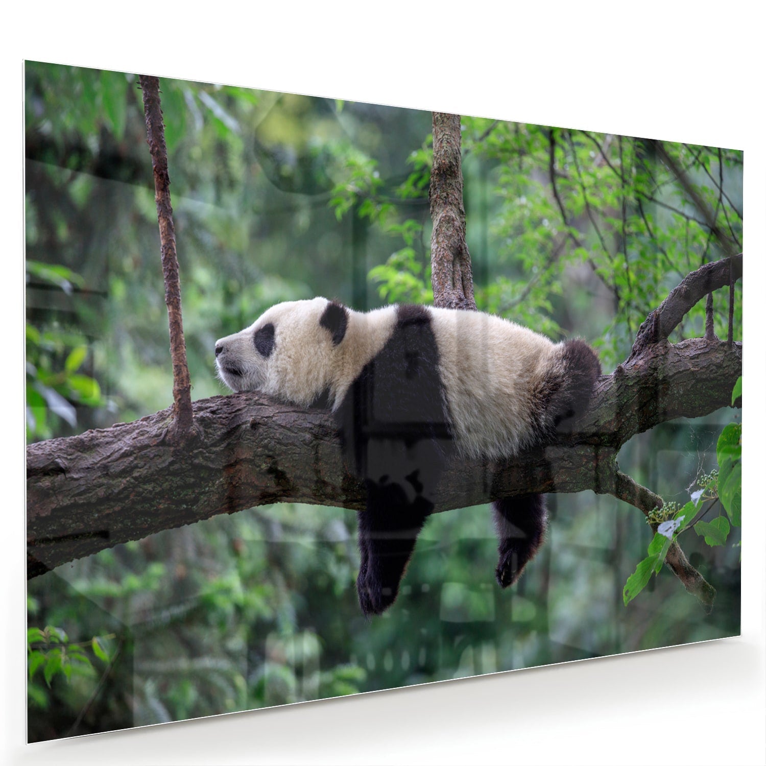 Glasbild mit entspanntem Panda auf einem Ast – Glasbild aus Sicherheitsglas, Größe 60x40