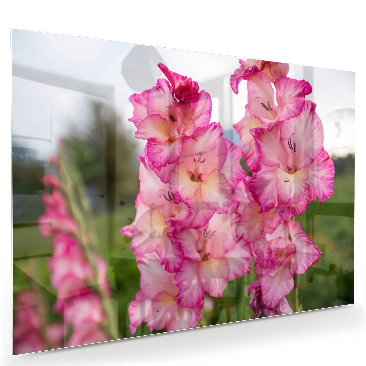 Glasbild mit wunderschönen rosa Gladiolen – Glasbild aus Sicherheitsglas, Größe 60x40
