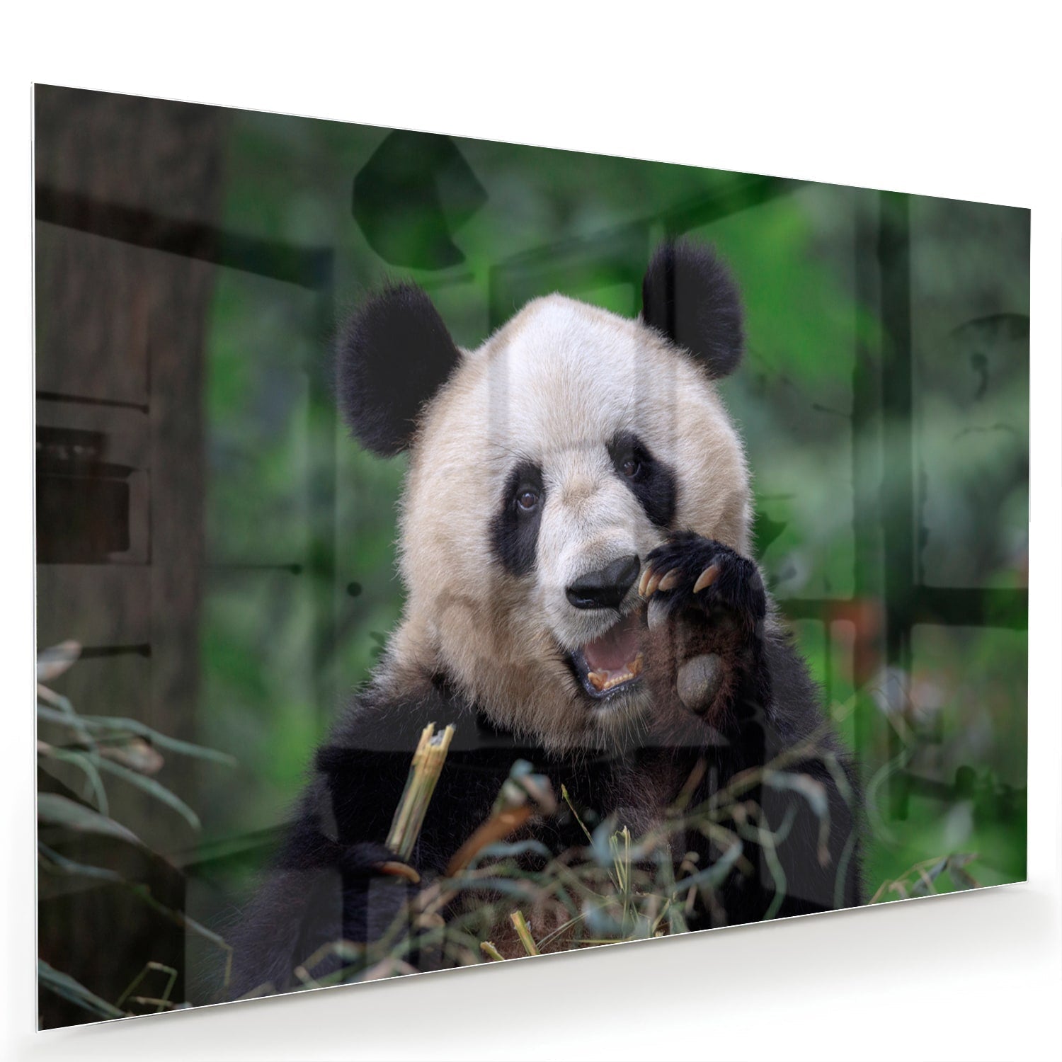 Glasbild mit einem niedlichen Panda in grüner Landschaft – Glasbild aus Sicherheitsglas, Größe 60x40