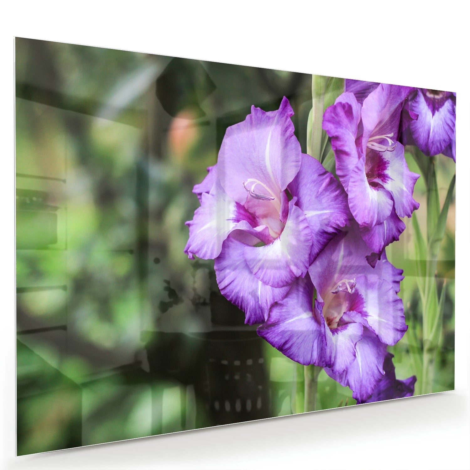 Violette Gladiolen: elegantes Glasbild für Zuhause – Glasbild aus Sicherheitsglas, Größe 60x40